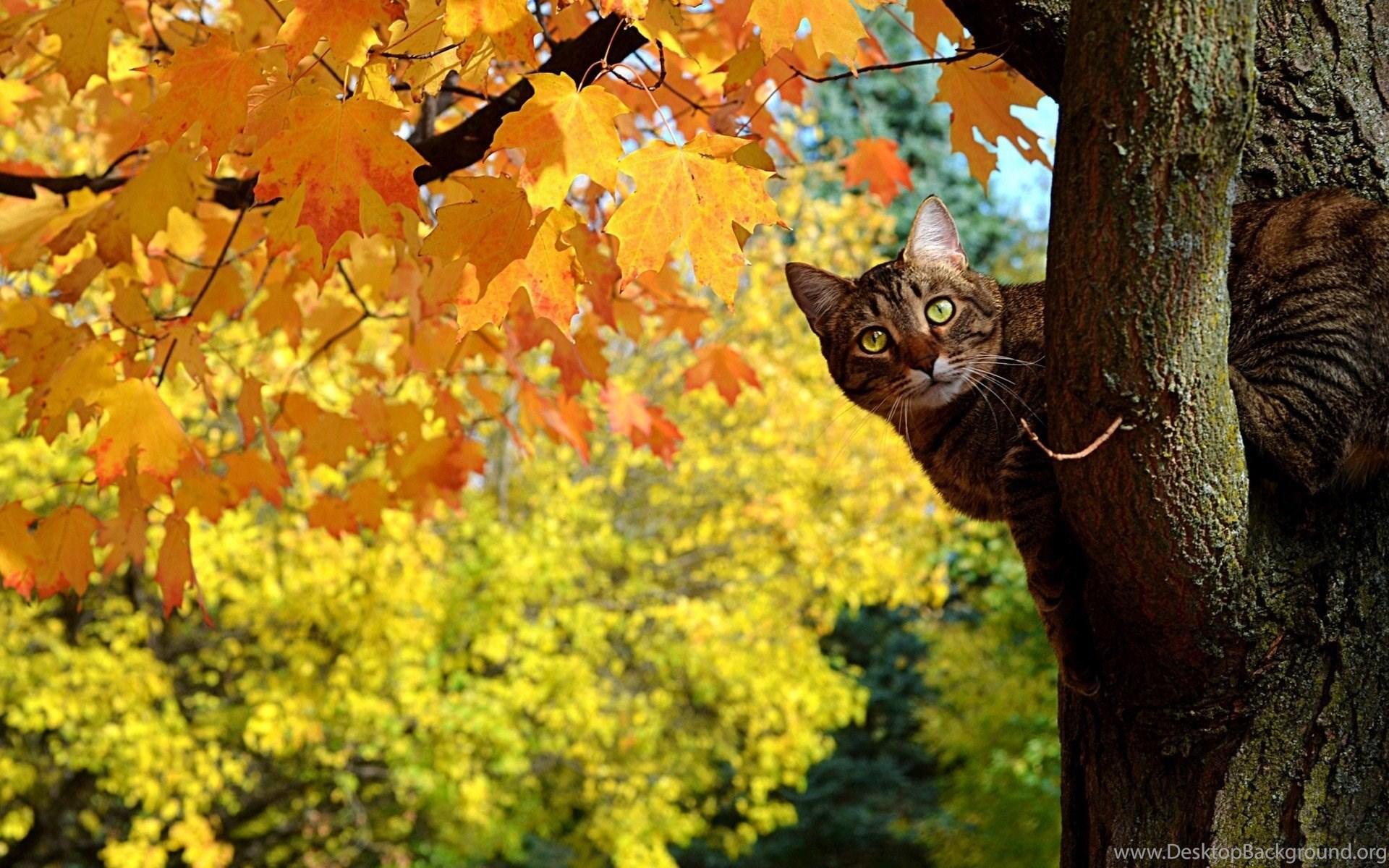 1920x1200 Funny Autumn Cat HD Wallpaper Gallsource.com Desktop Background