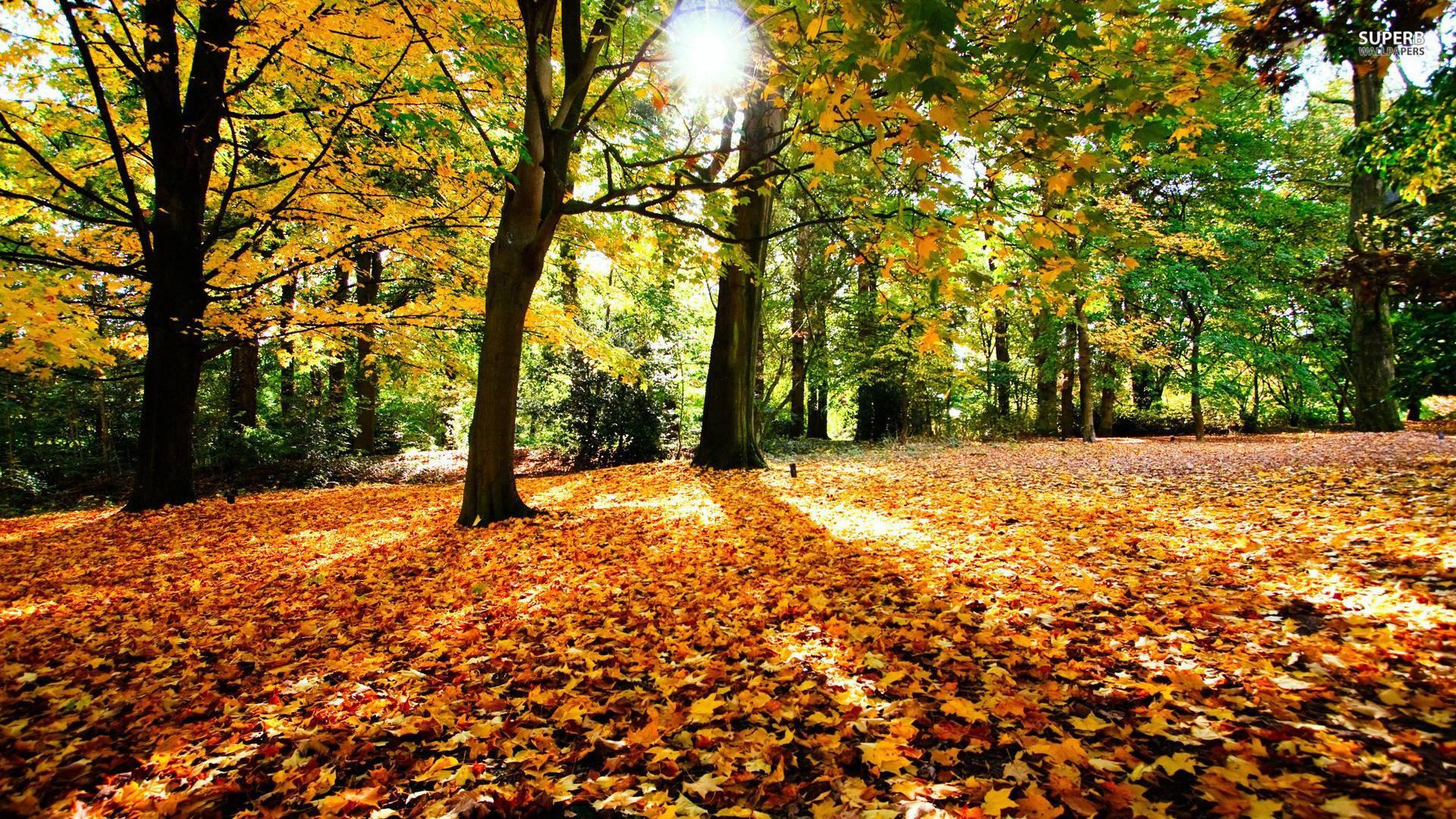 1920x1080 Awesome Cozy Fall Wallpaper For Android Image