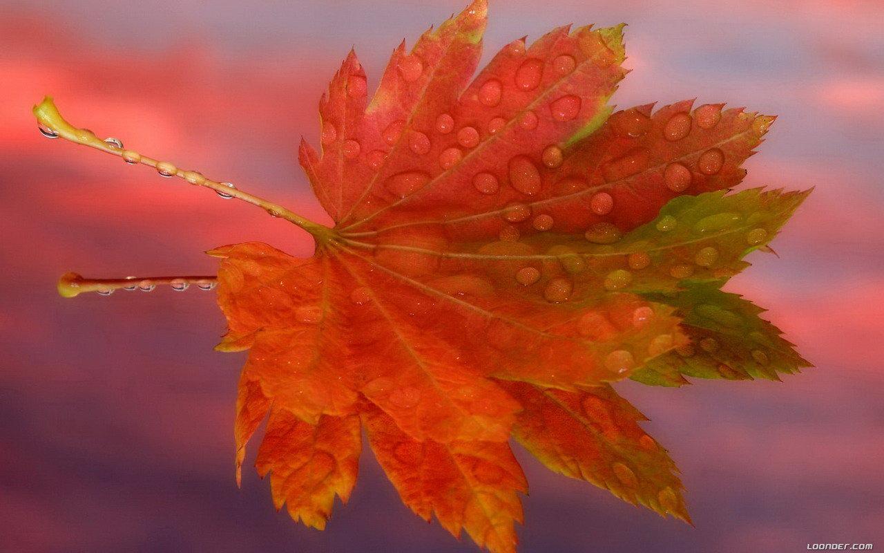 1280x800 Autumn Background With Quotes. QuotesGram