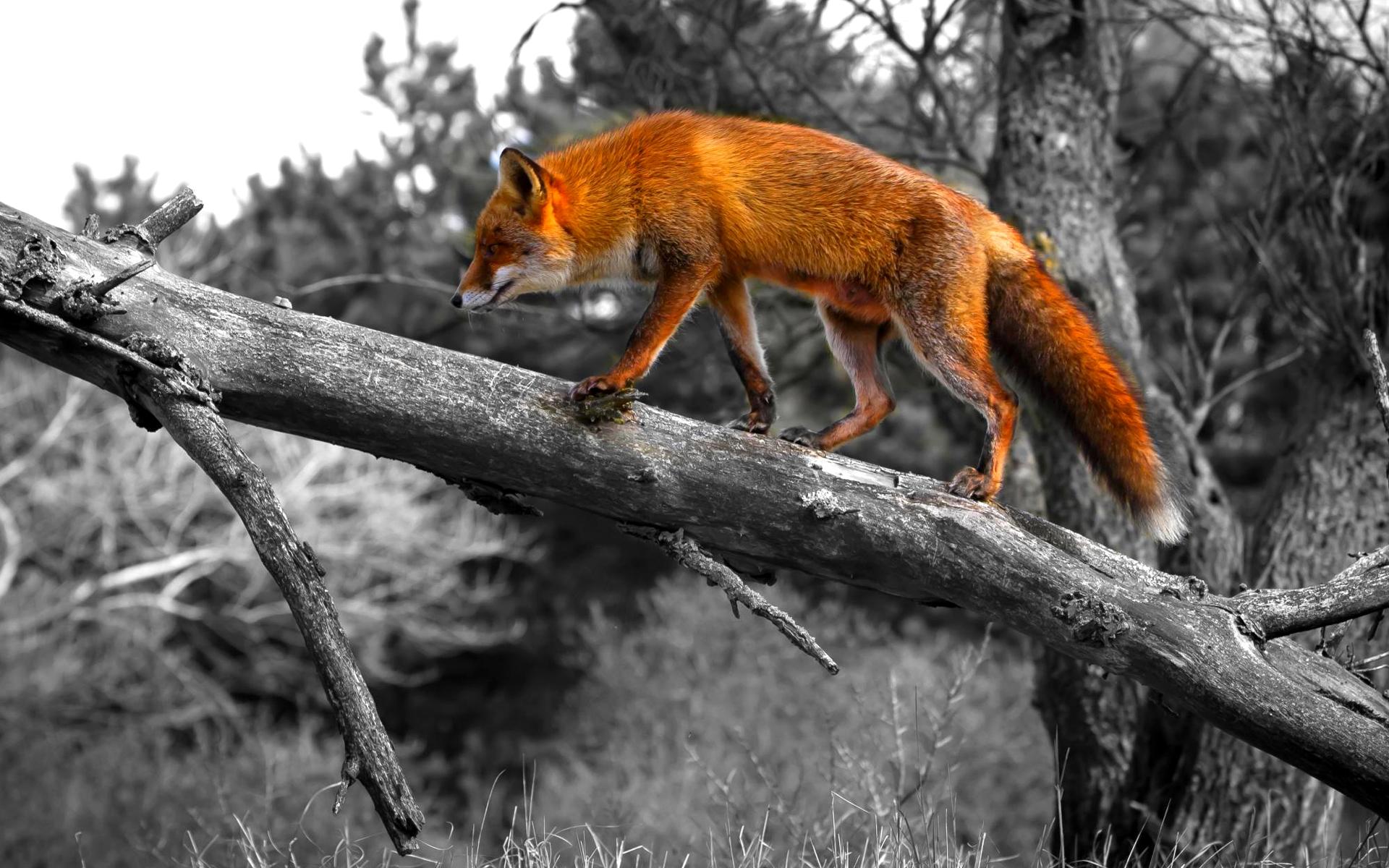 1920x1200 Cool Fox Wallpaper