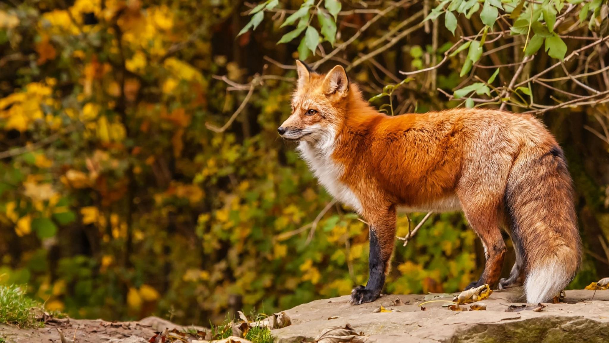 2048x1152 Hd Fox Wallpaper Hd, Desktop Background Downloads Fox Background