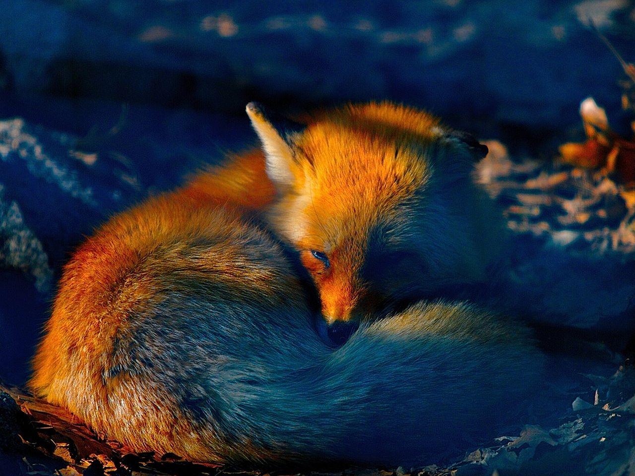 1280x960 Cool Fox Wallpaper