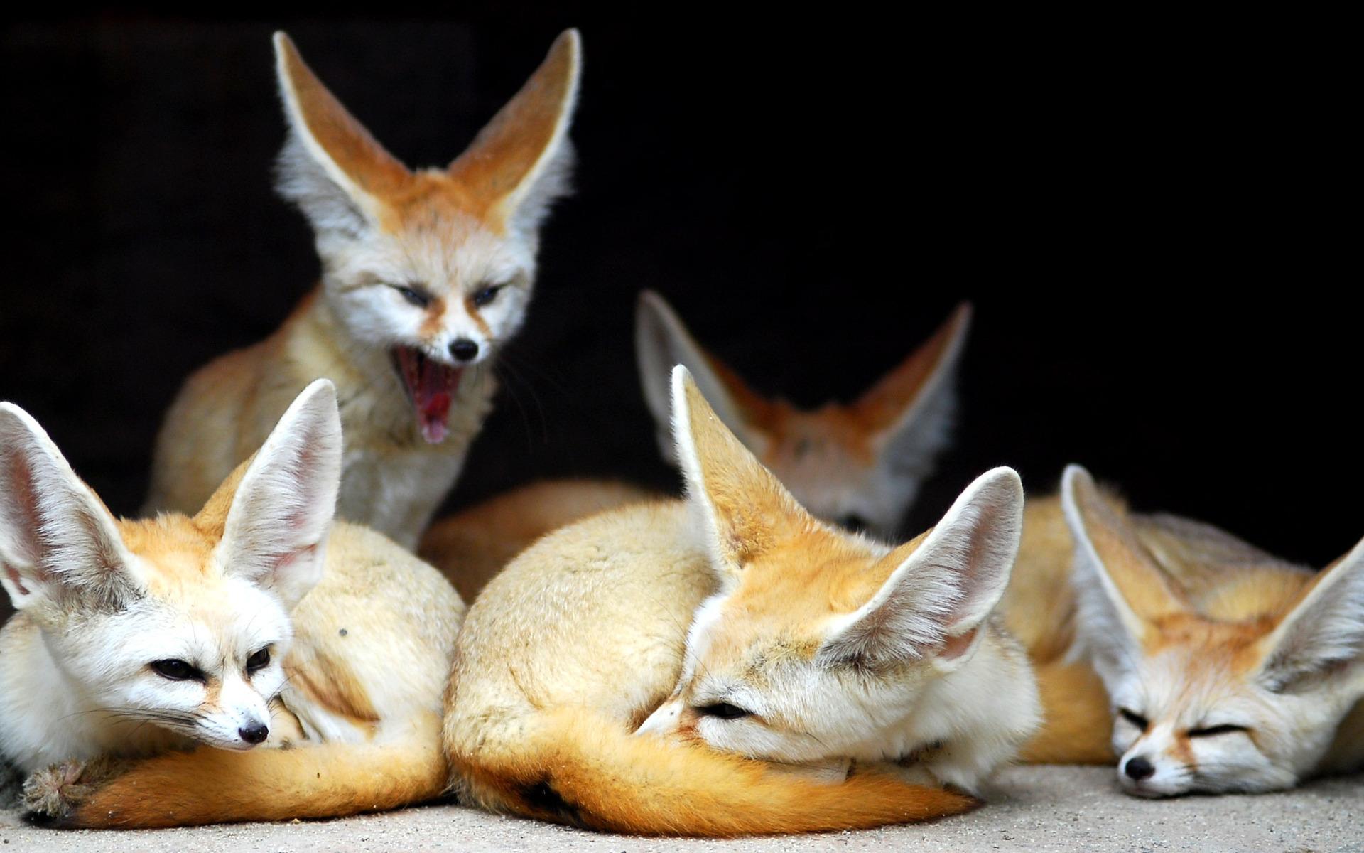 1920x1200 Excellent HD Fennec Fox Wallpaper