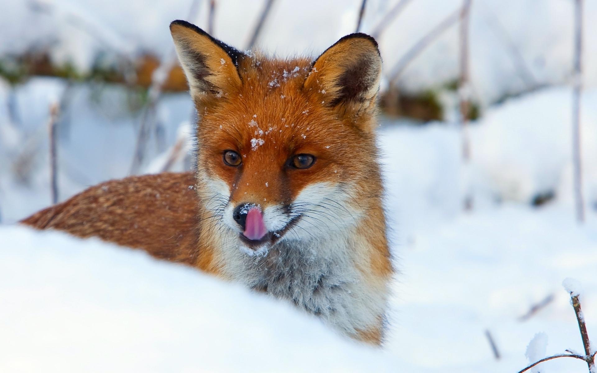 1920x1200 Fox Wallpaper HD