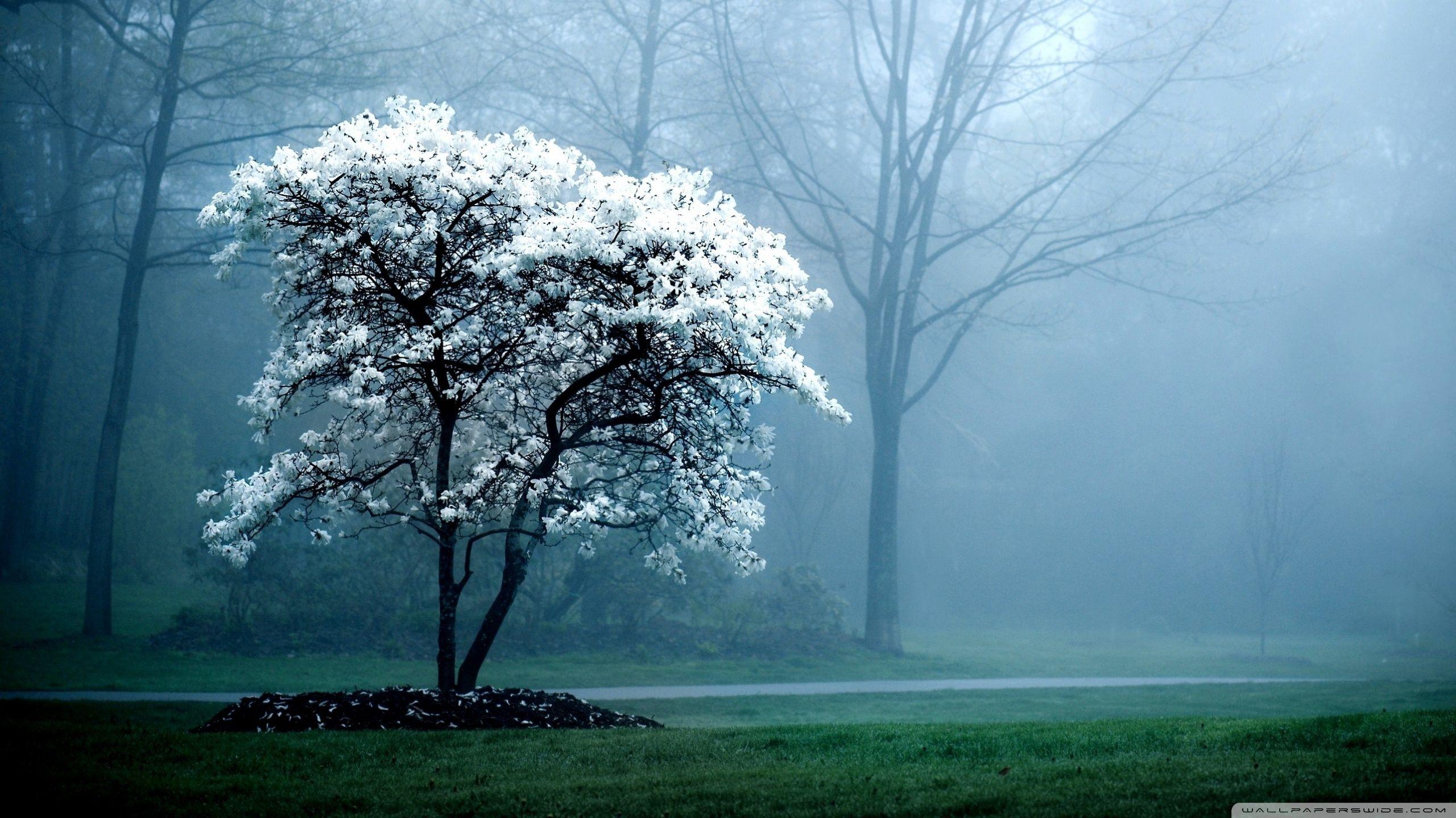 2560x1440 White Magnolia Tree ❤ 4K HD Desktop Wallpaper for 4K Ultra HD TV