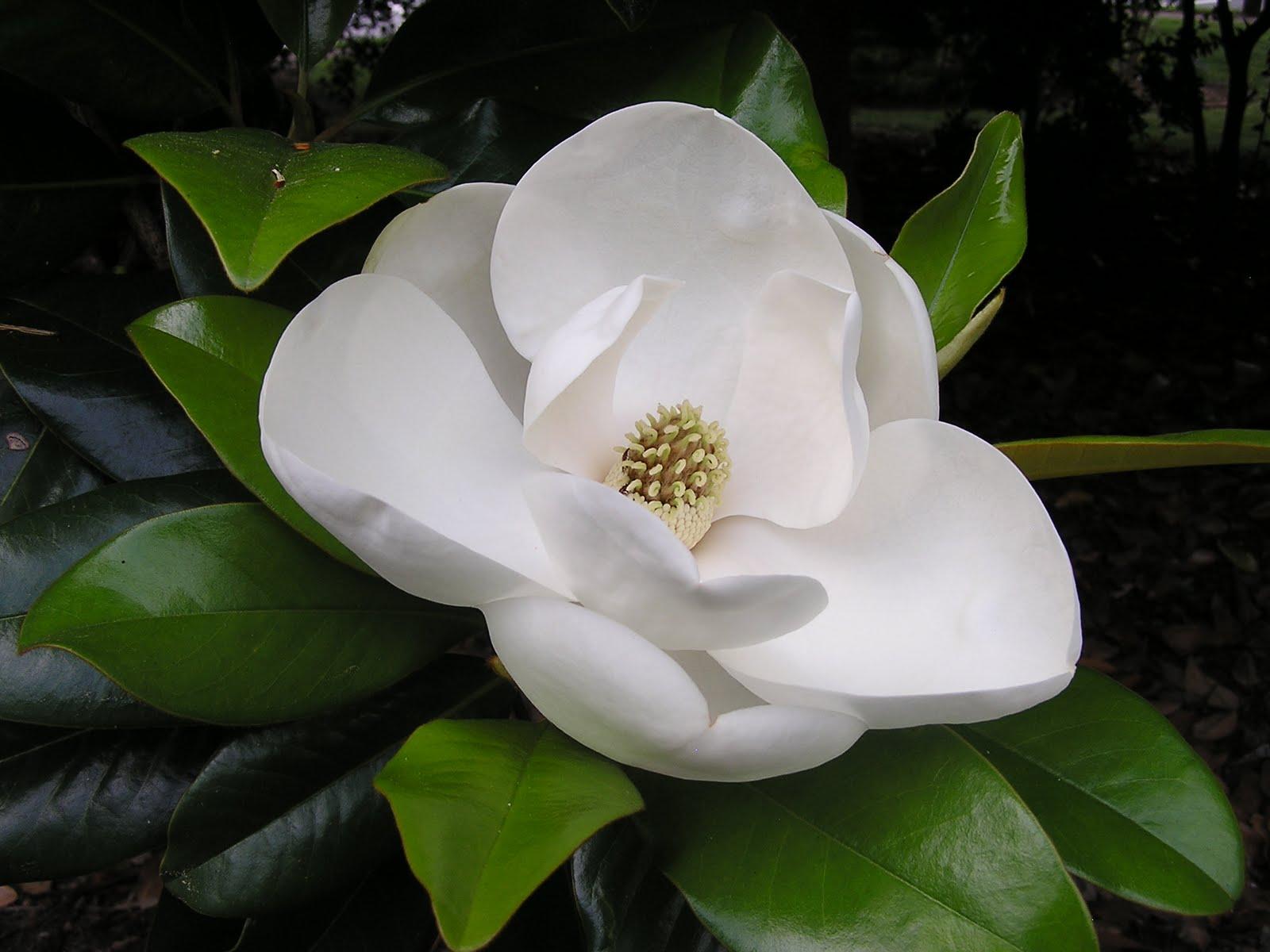 1600x1200 White Magnolia Grandiflora # 900x600. All For Desktop