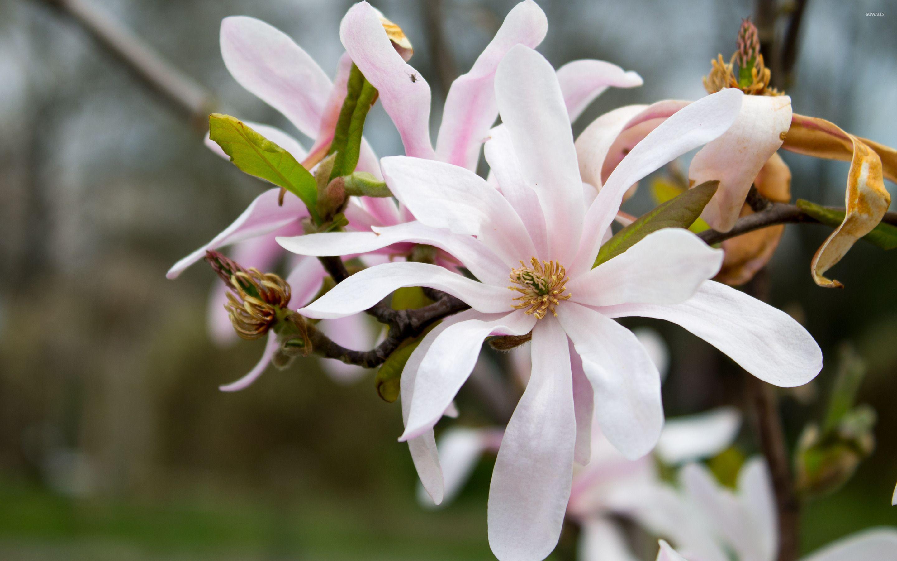 White Magnolia Desktop Wallpapers - Top Free White Magnolia Desktop Backgrounds - WallpaperAccess