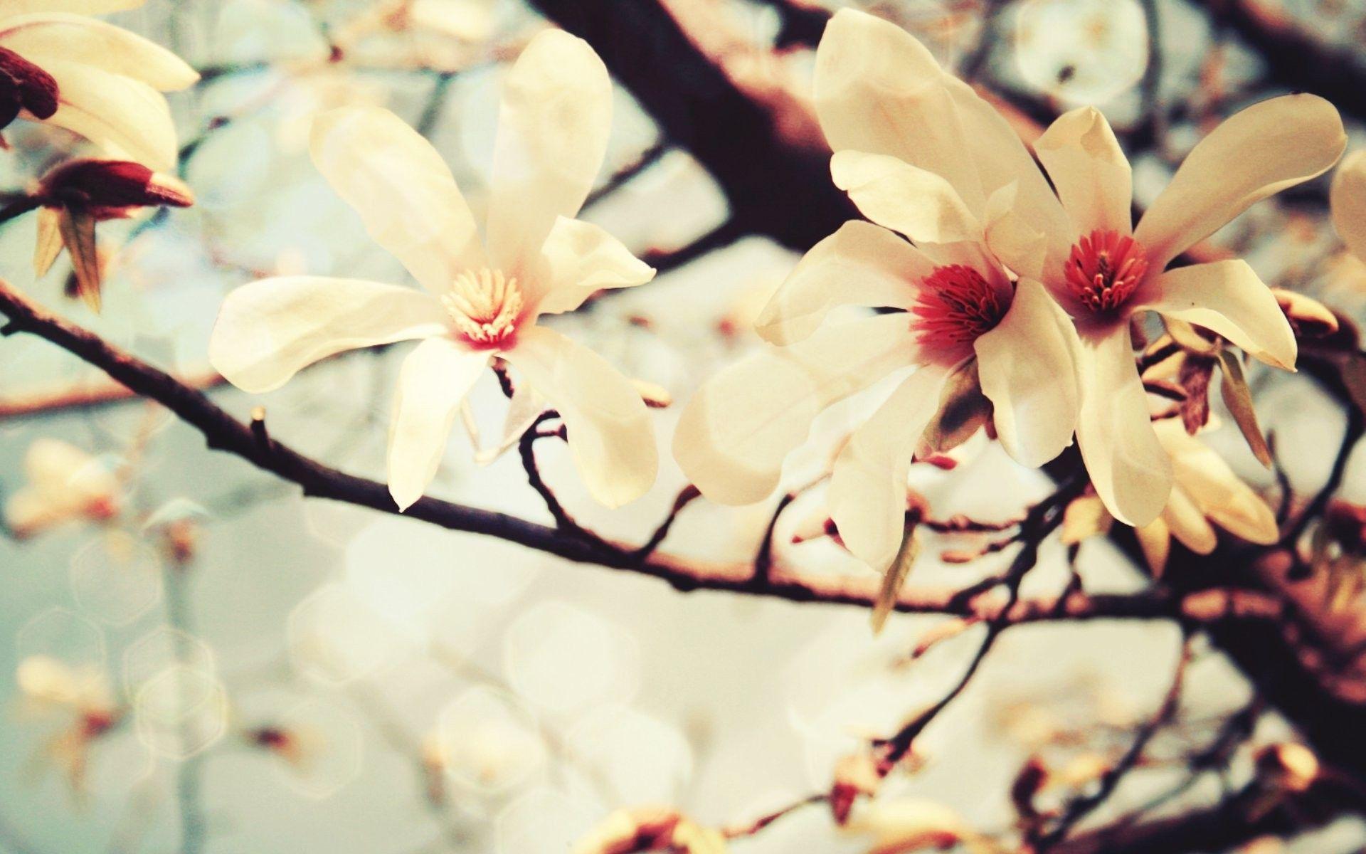 1920x1200 Magnolia Wallpaper. Wallpaper Magnolia