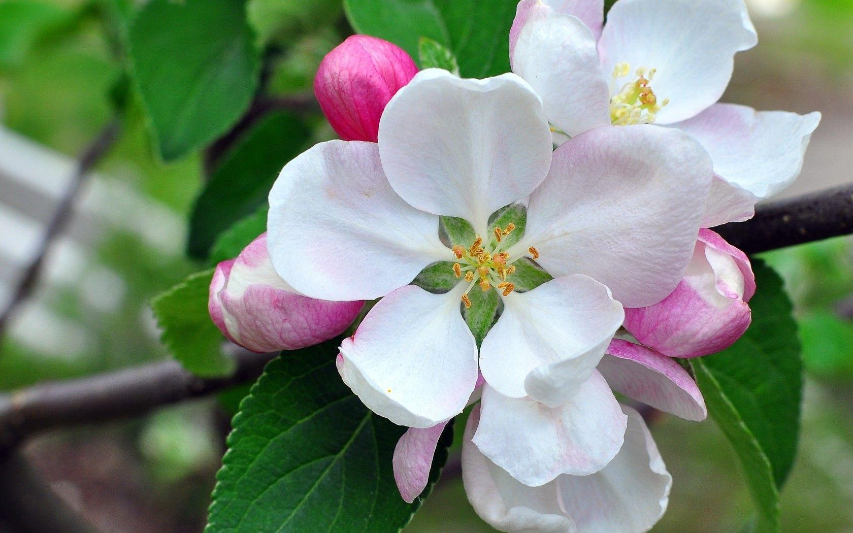 1680x1050 Magnolia Pink Flowers White Desktop Background Summer Flower HD