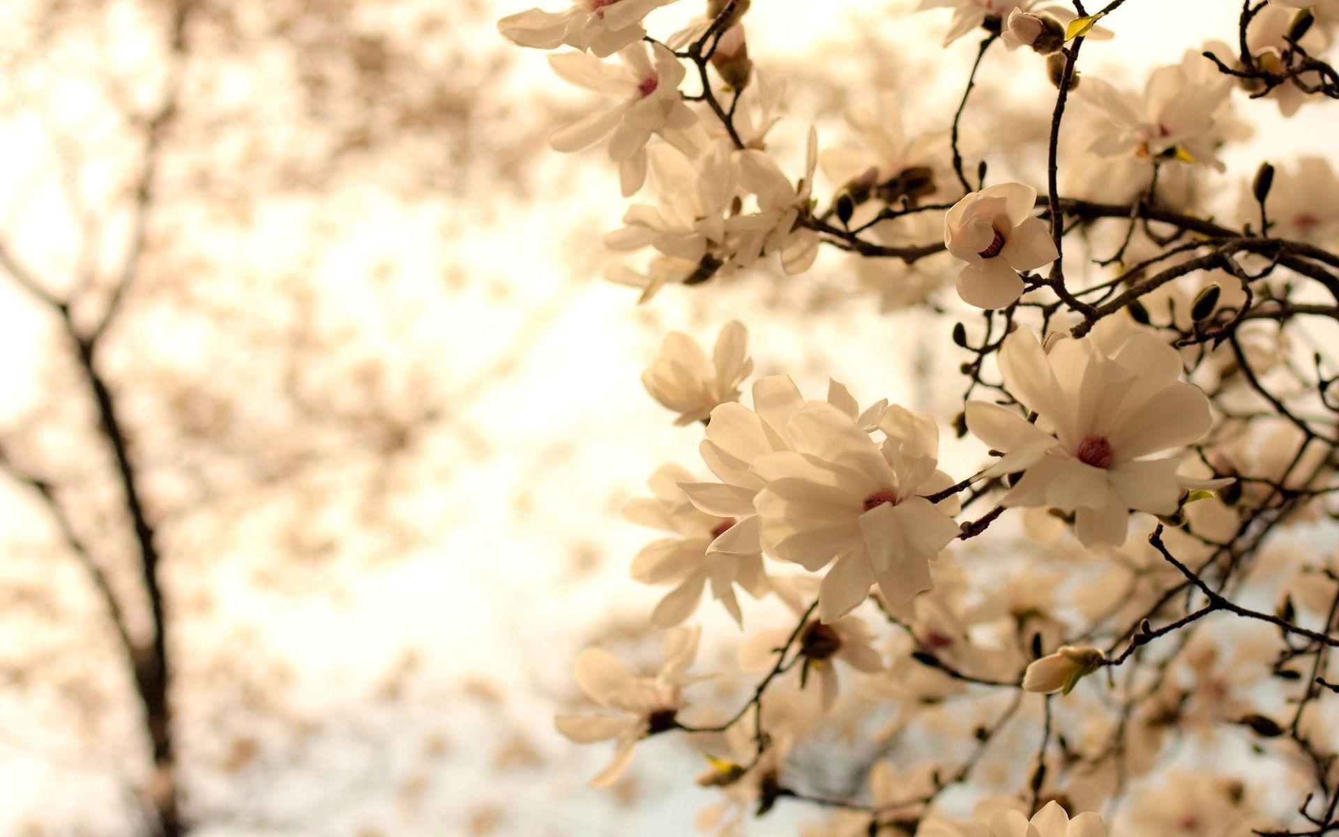 White Magnolia Desktop Wallpapers - Top Free White Magnolia Desktop Backgrounds - WallpaperAccess