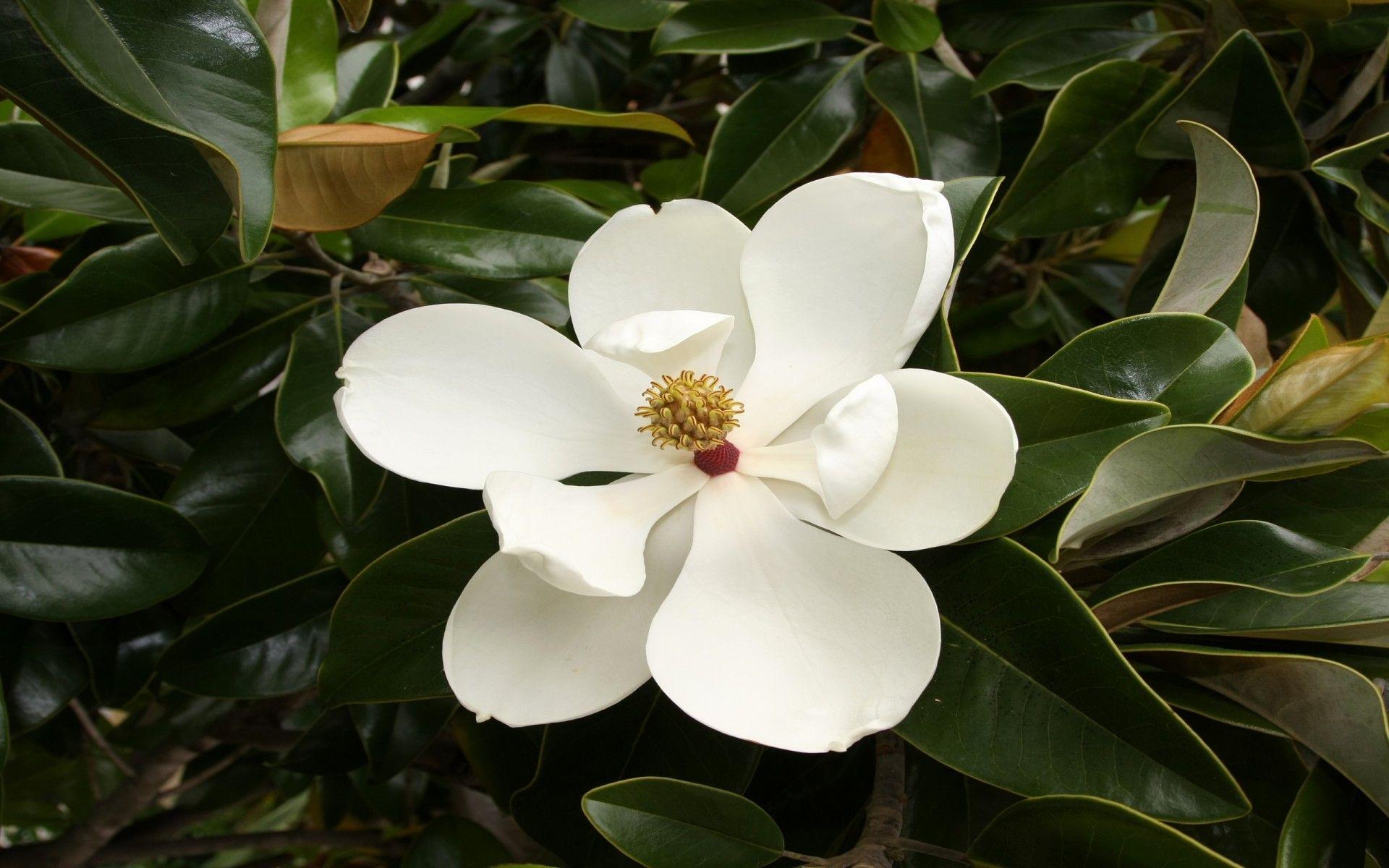 White Magnolia Desktop Wallpapers - Top Free White Magnolia Desktop Backgrounds - WallpaperAccess