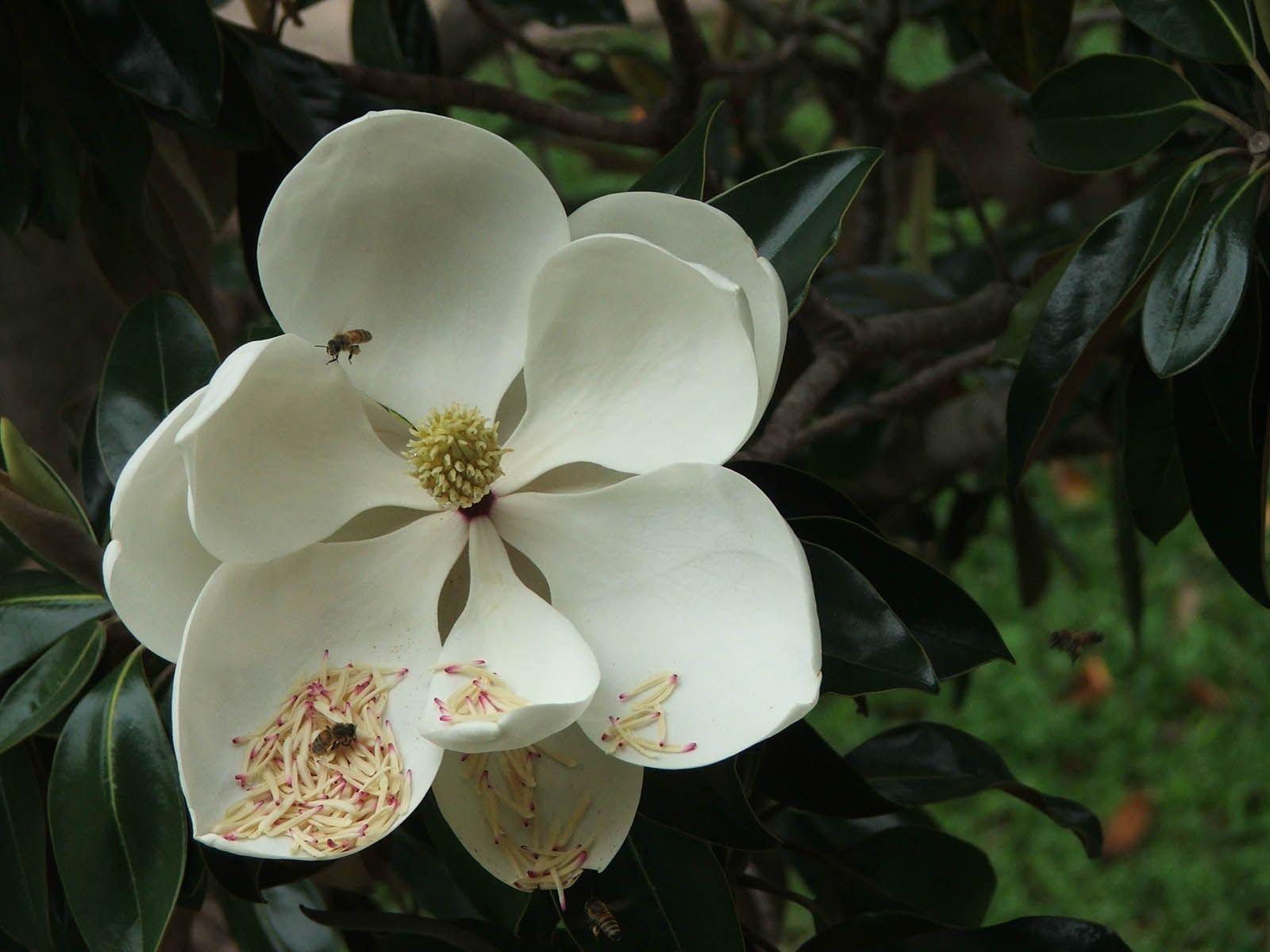 1600x1200 Gallery Mangklex: Southern Magnolia Flower Wallpaper