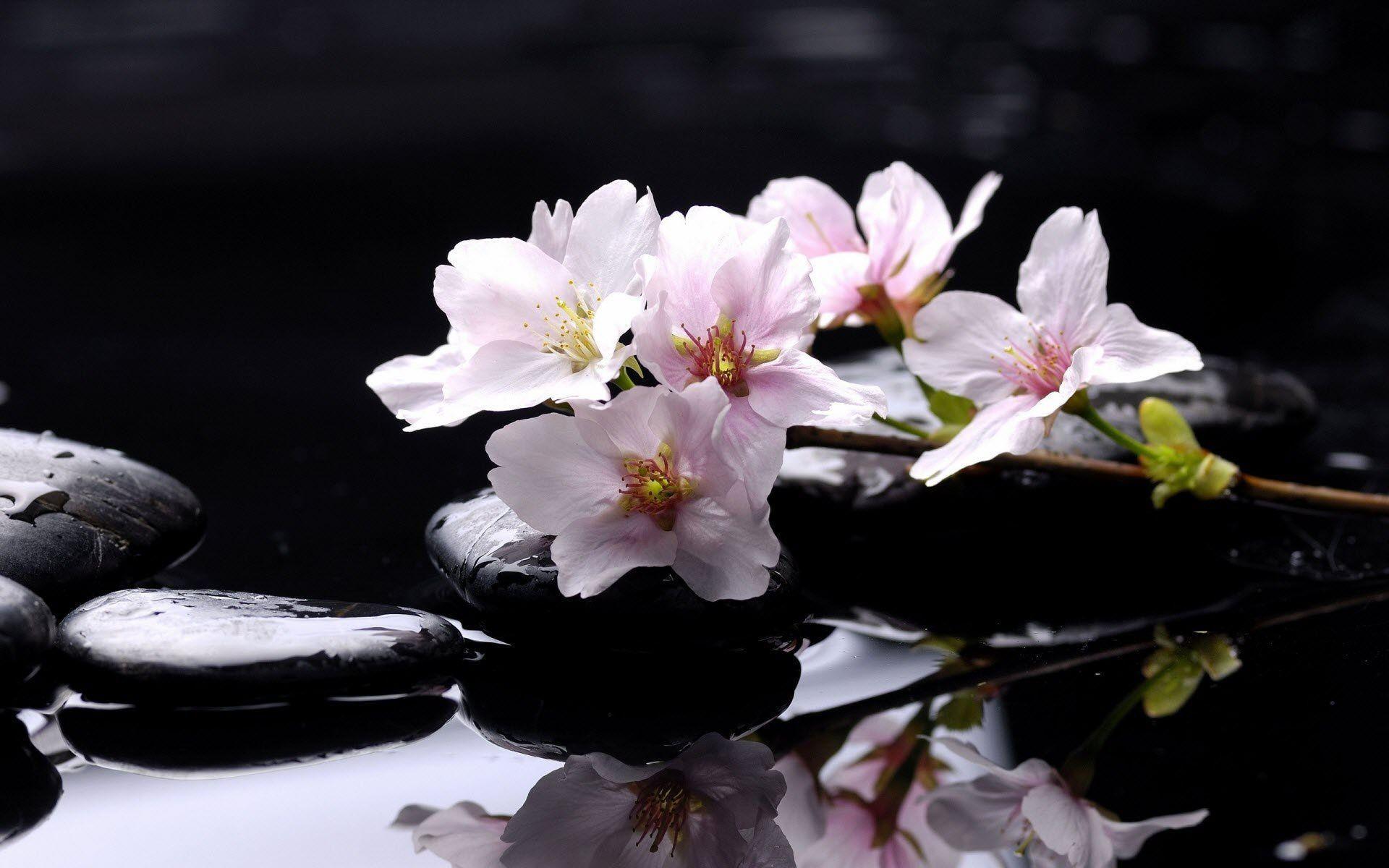 1920x1200 HD Magnolia Wallpaper