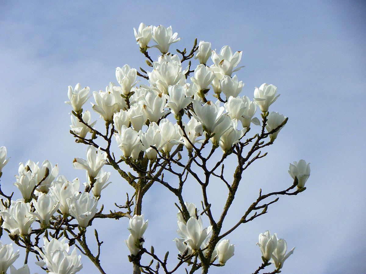 1200x900 image of White Magnolia Tree HD - #CALTO
