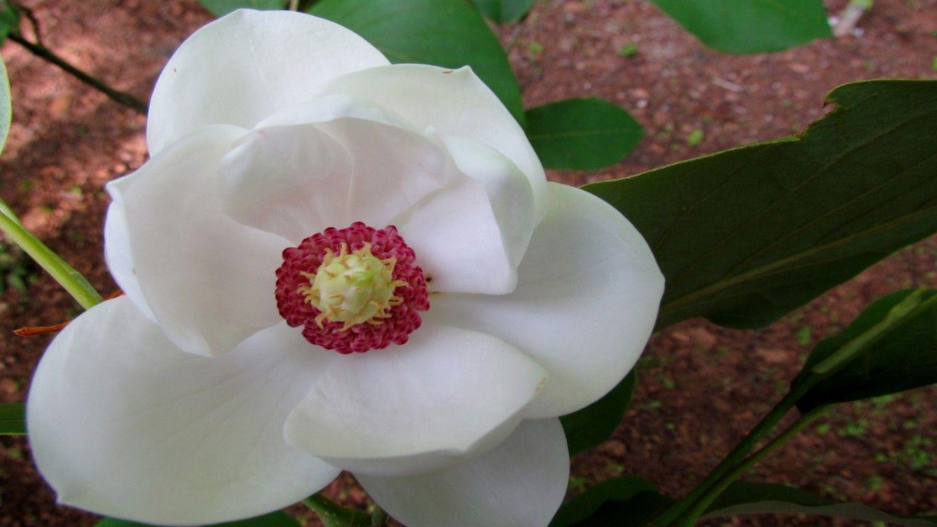 1366x768 Magnolia White Flower HD Wallpaper :