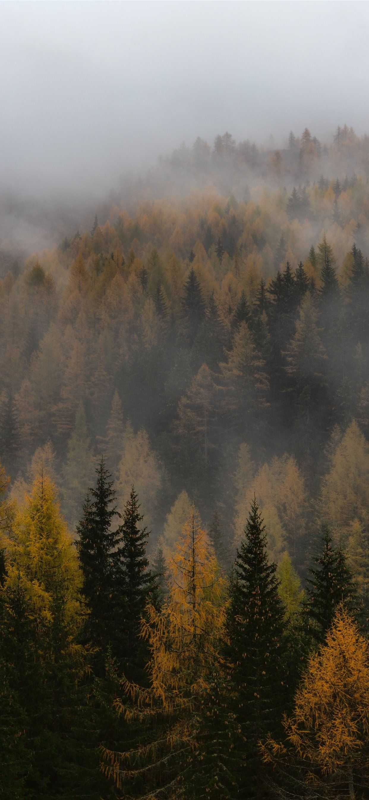 1242x2688 Foggy Forest Wallpaper