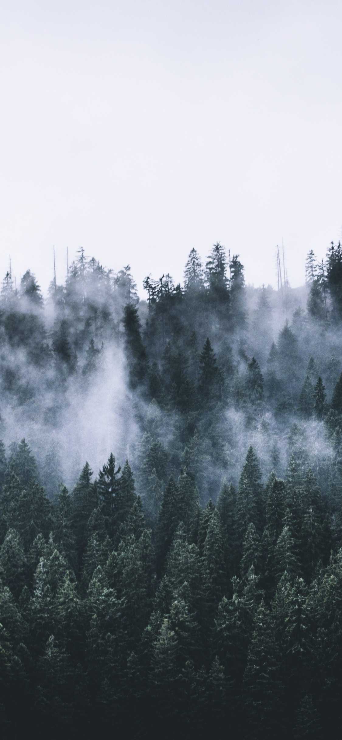 1125x2436 Foggy Forest Wallpaper