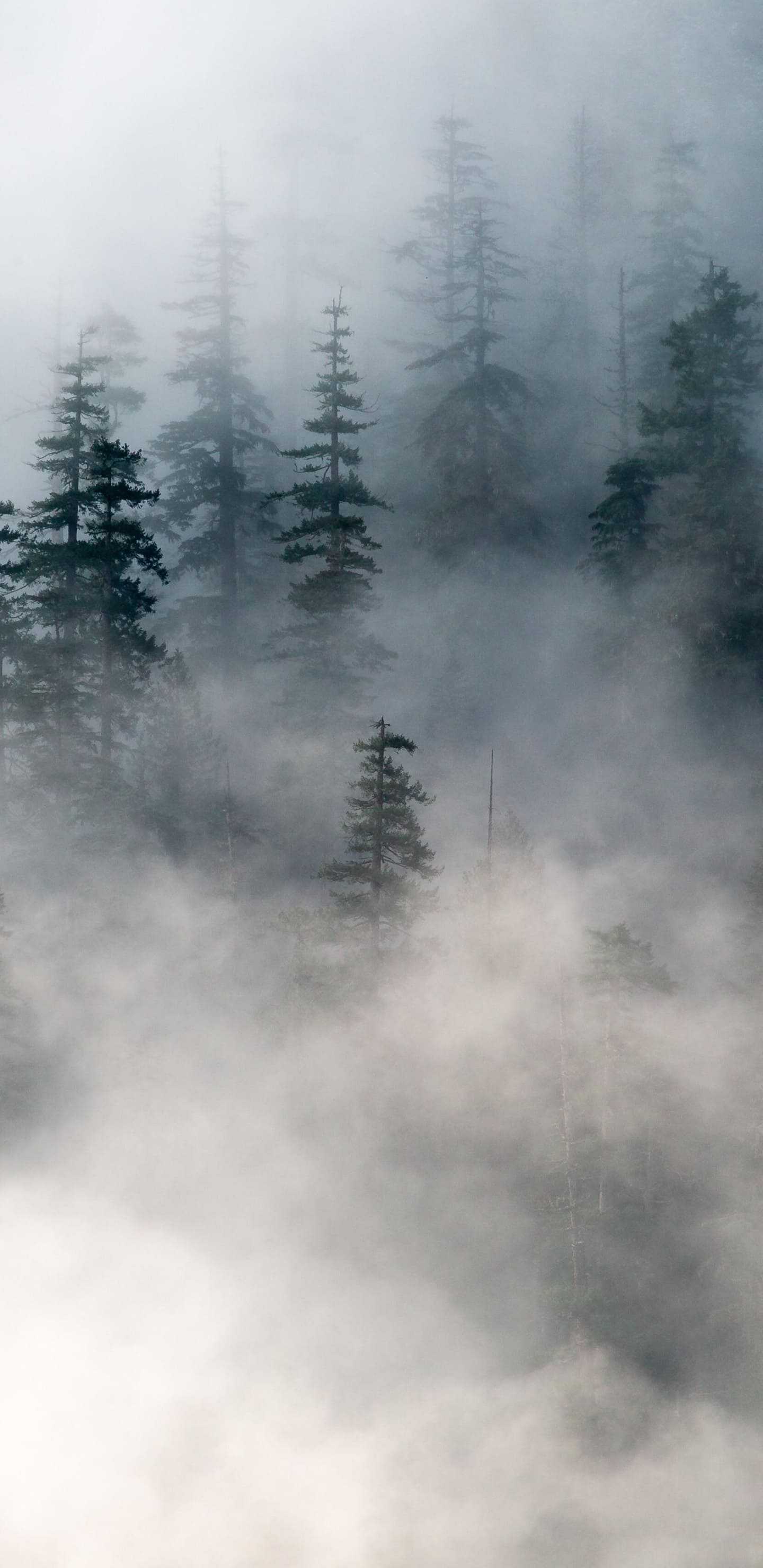 1440x2960 Foggy Forest Wallpaper