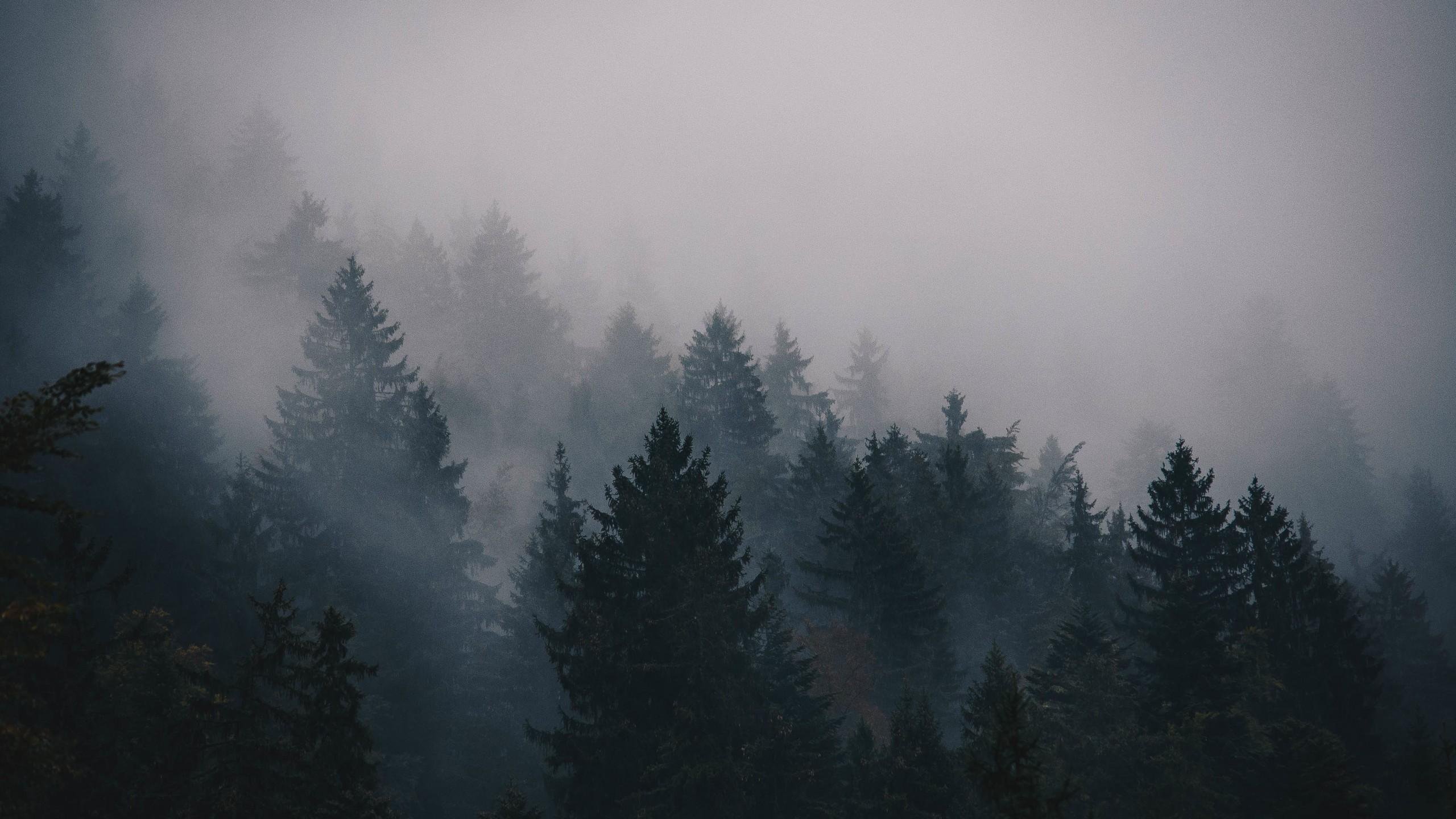 2560x1440 Wallpaper fog, 5k, 4k wallpaper, trees, forest, Nature