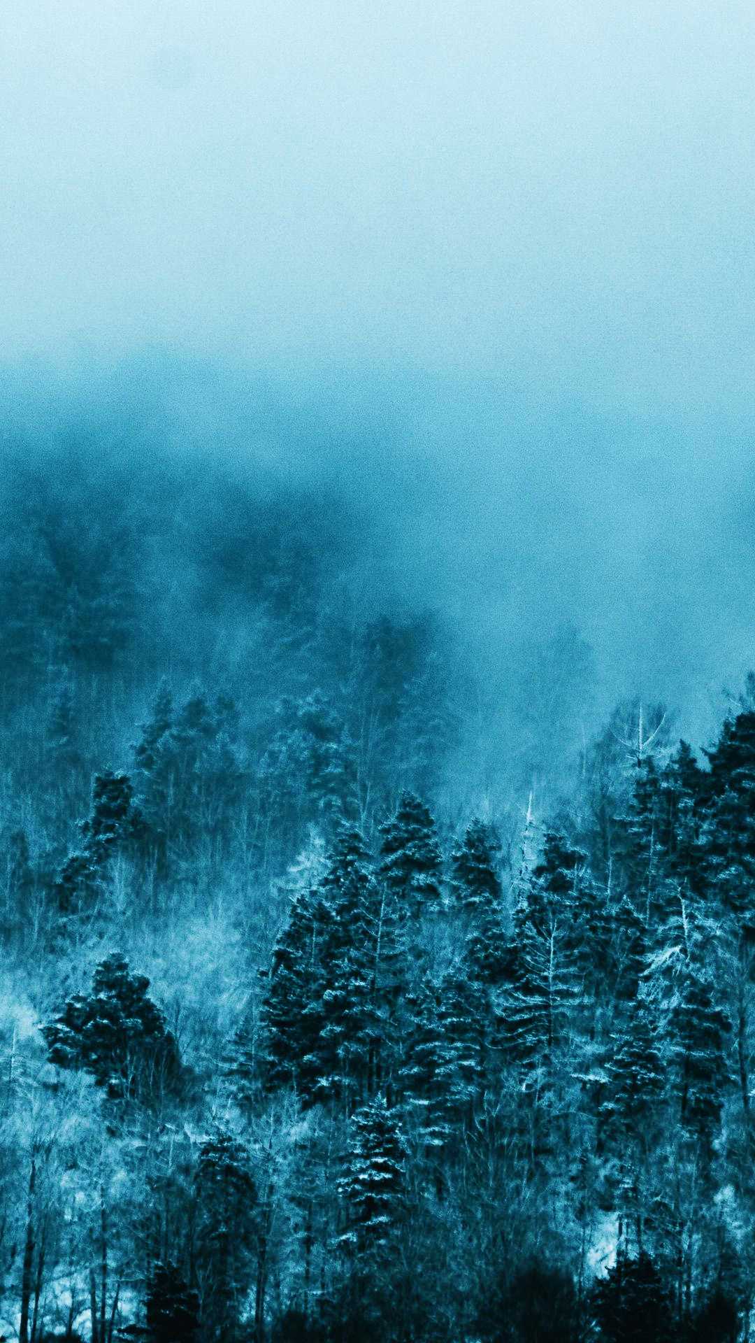 1080x1920 Foggy Forest Wallpaper