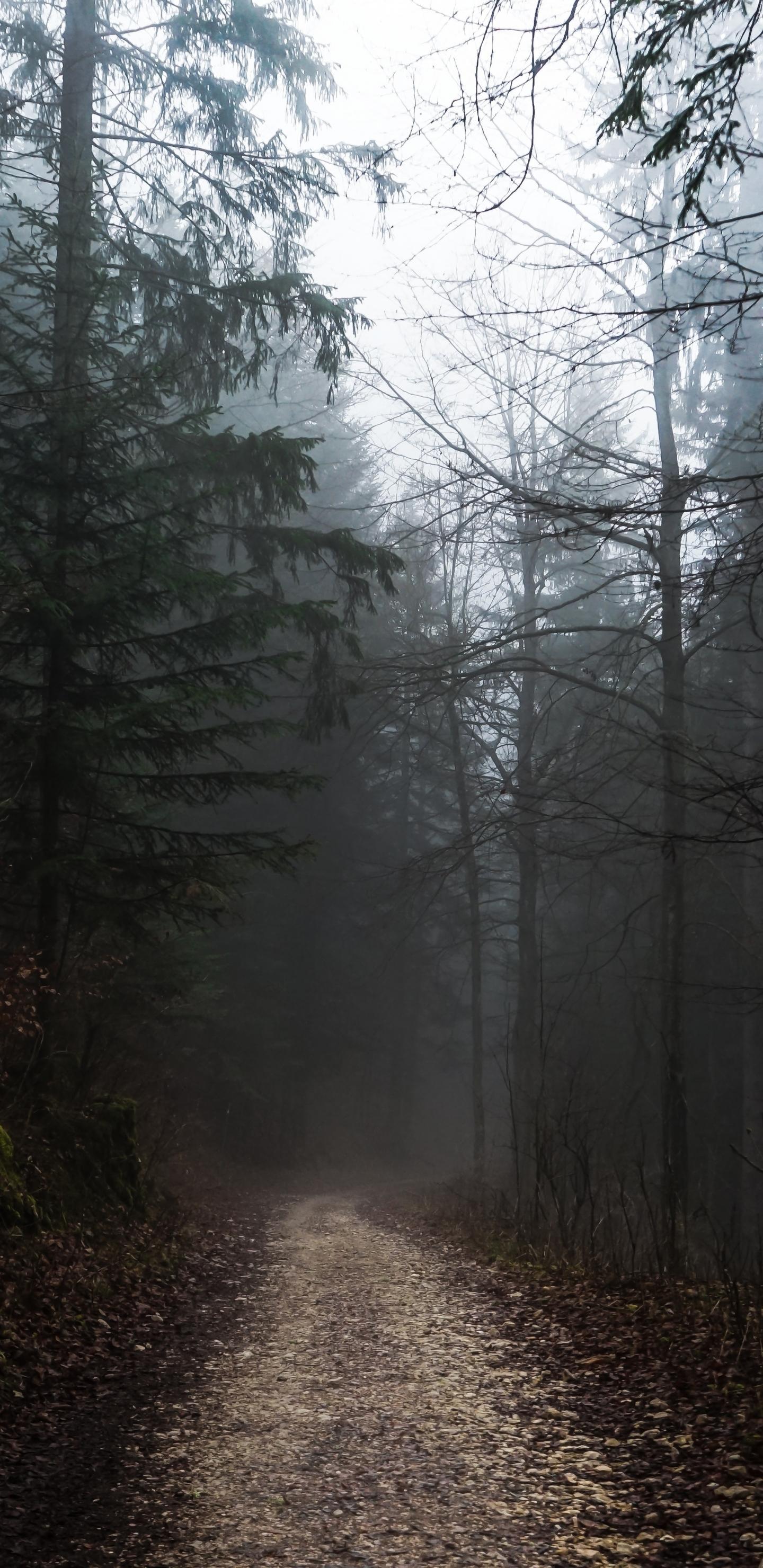 1440x2960 Wallpaper Autumn, Foggy Forest, Gloomy Weather, Path:6000x4000