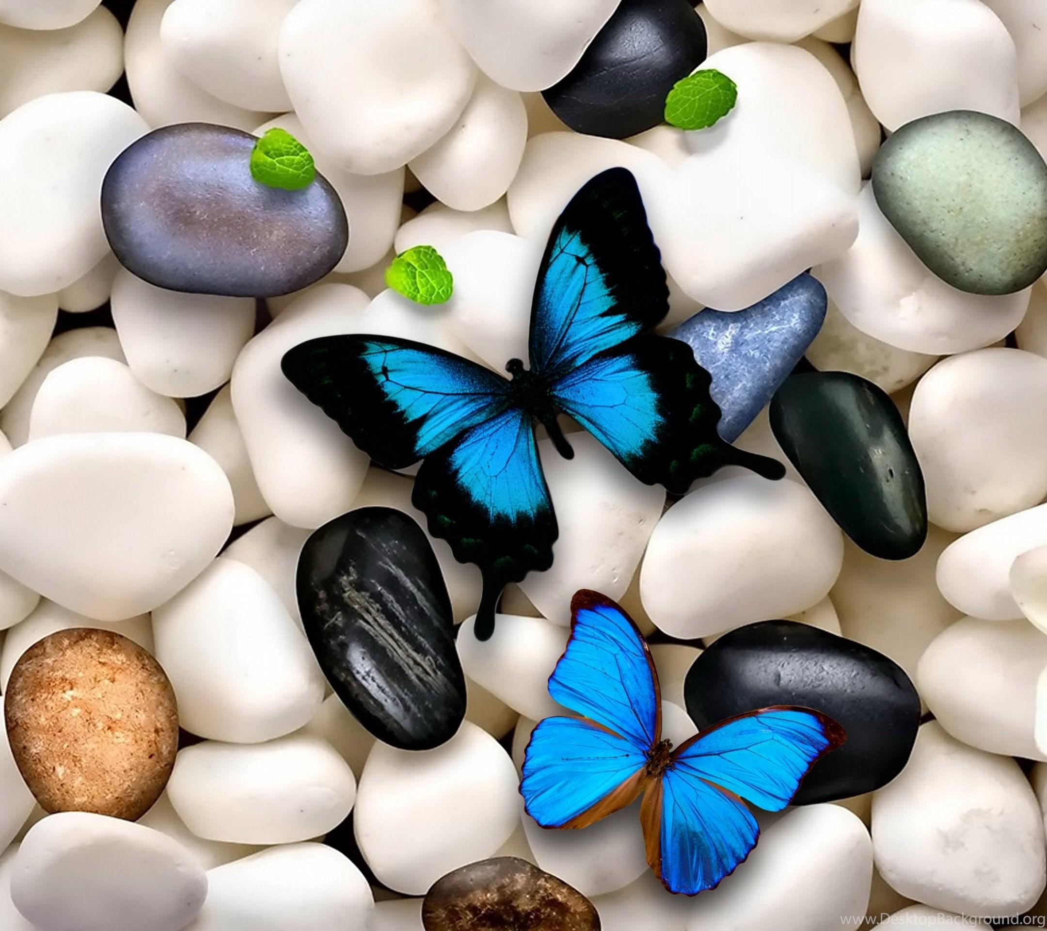 2160x1920 Butterflies: Blue White Butterflies Stones Wallpaper Background. Desktop Background