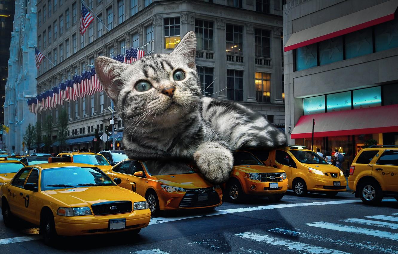 1332x850 Wallpaper road, auto, cat, cat, face, machine, the city, pose, kitty, grey, background, people, collage, street, Windows, building image for desktop, section кошки
