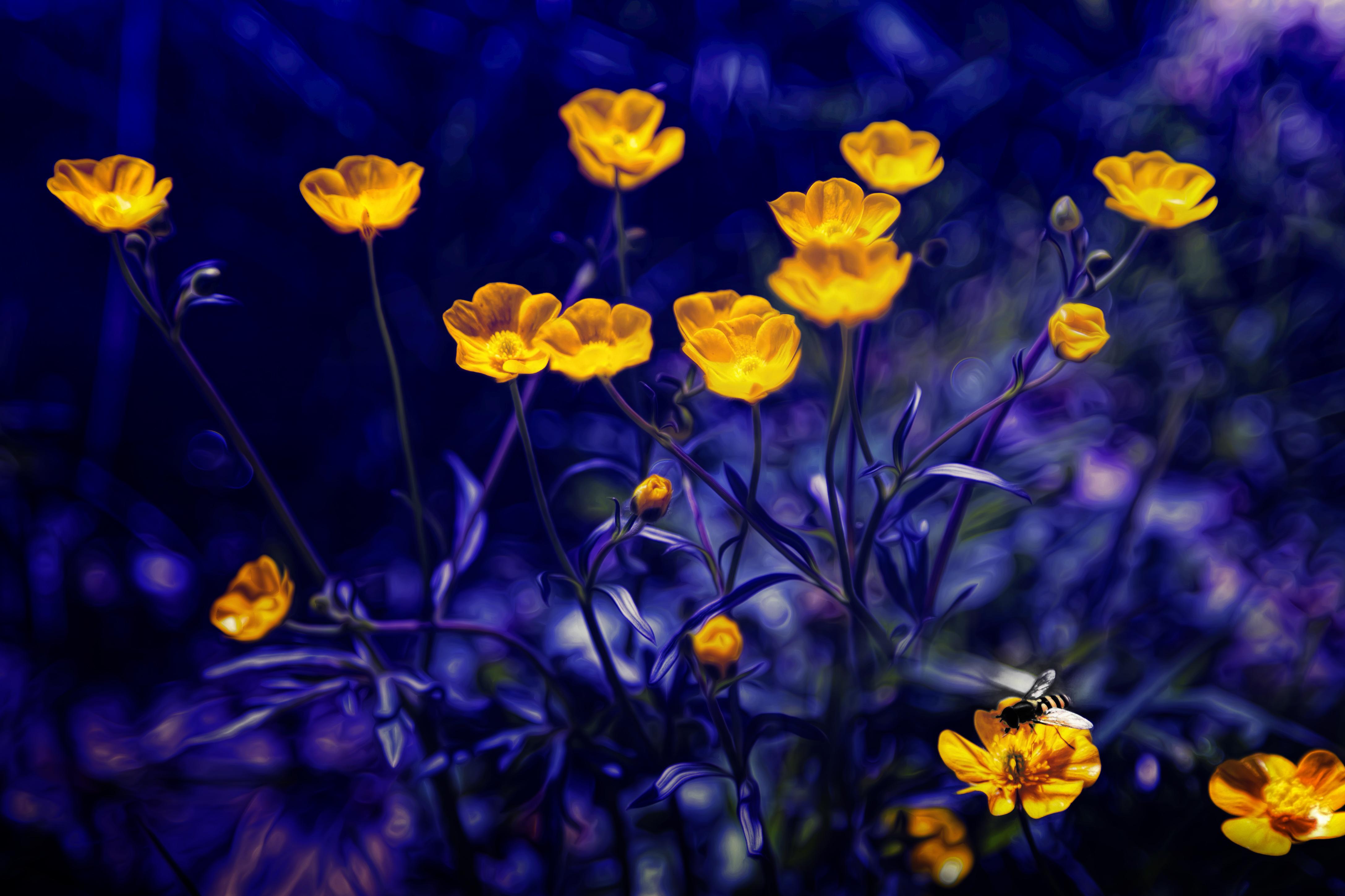 Buttercup Flower Wallpapers - Top Free Buttercup Flower Backgrounds