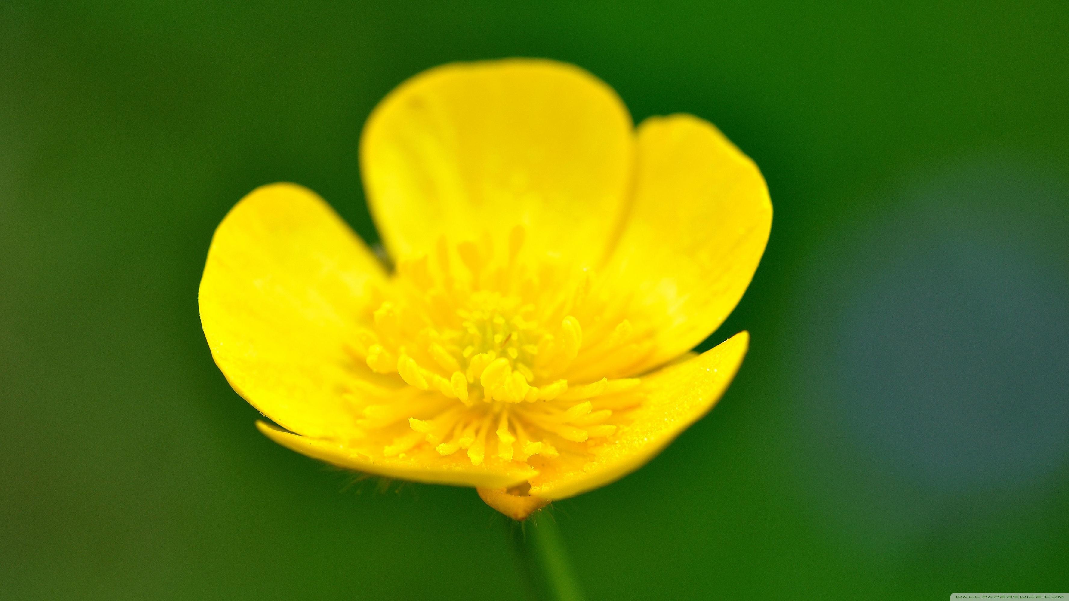 Buttercup Flower Wallpapers - Top Free Buttercup Flower Backgrounds