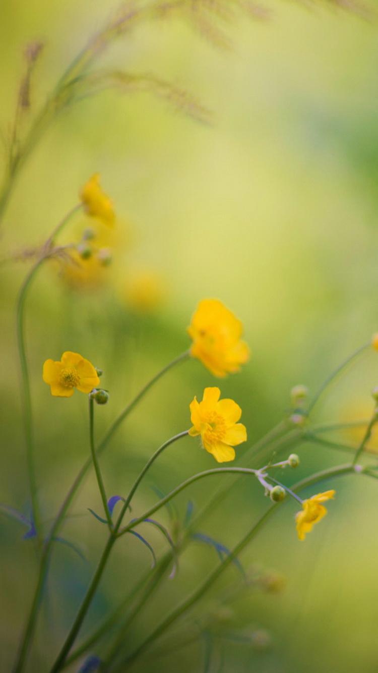 Buttercup Flower Wallpapers - Top Free Buttercup Flower Backgrounds