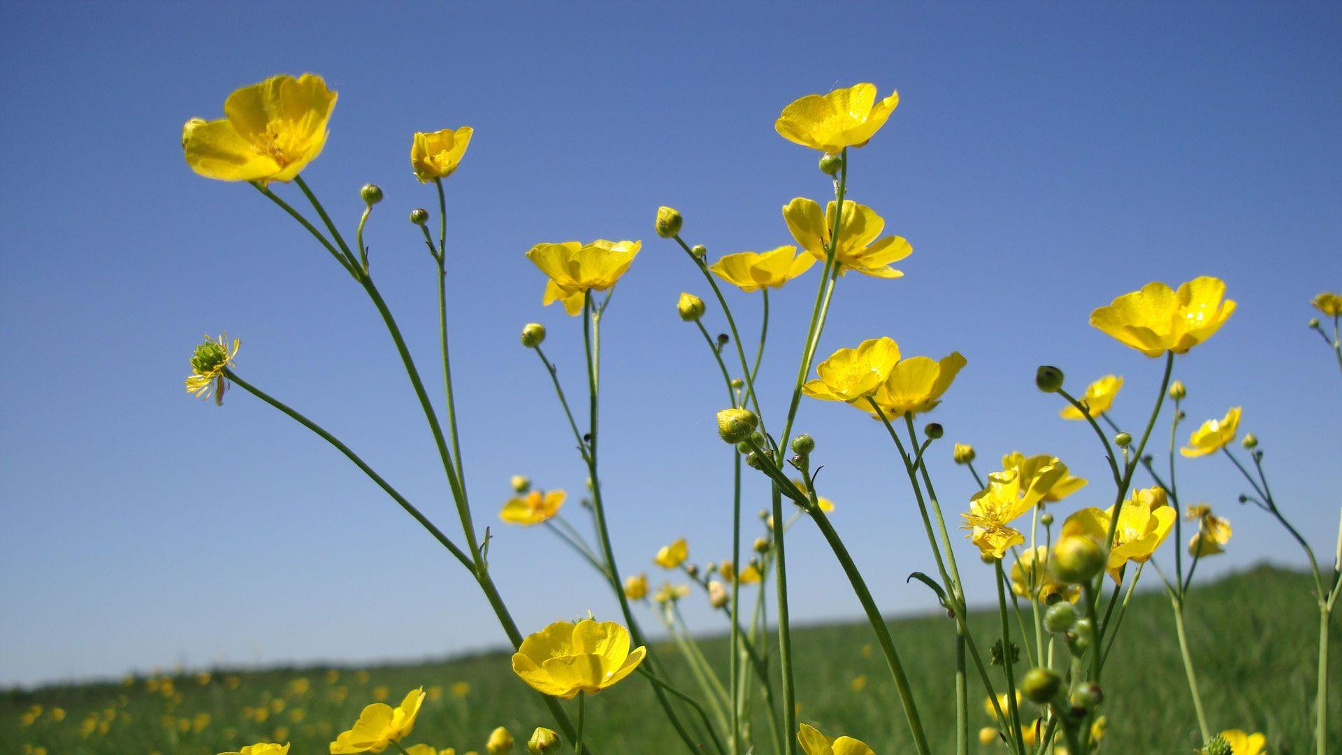 Buttercup Flower Wallpapers Top Free Buttercup Flower Backgrounds