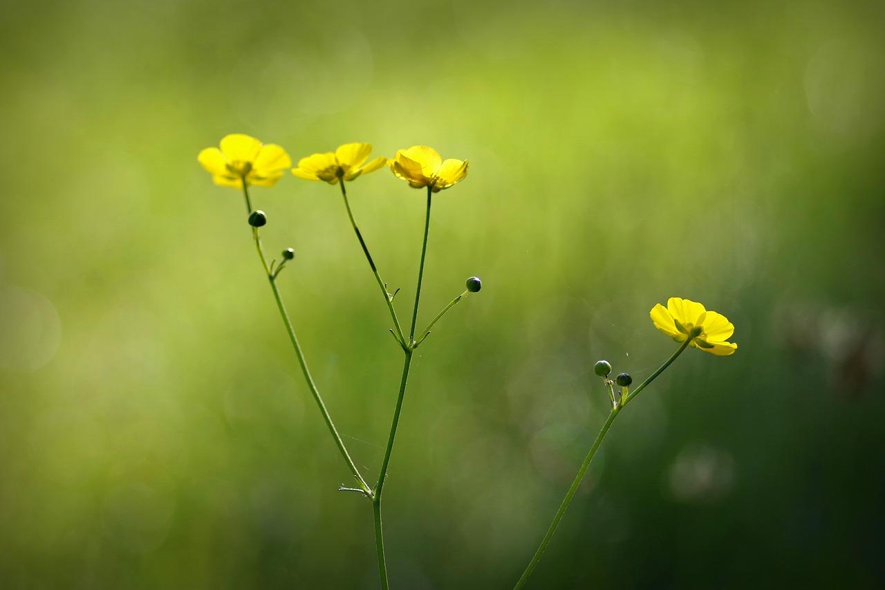 Buttercup Flower Wallpapers - Top Free Buttercup Flower Backgrounds