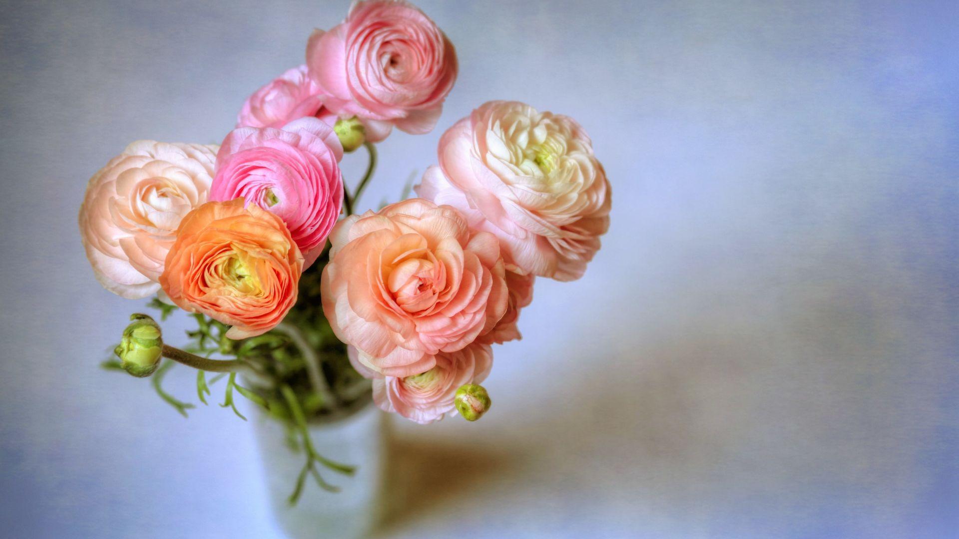 1920x1080 Colorful, ranunculus, flowers, vase, buttercup wallpaper, HD image, picture, background, 1cf552