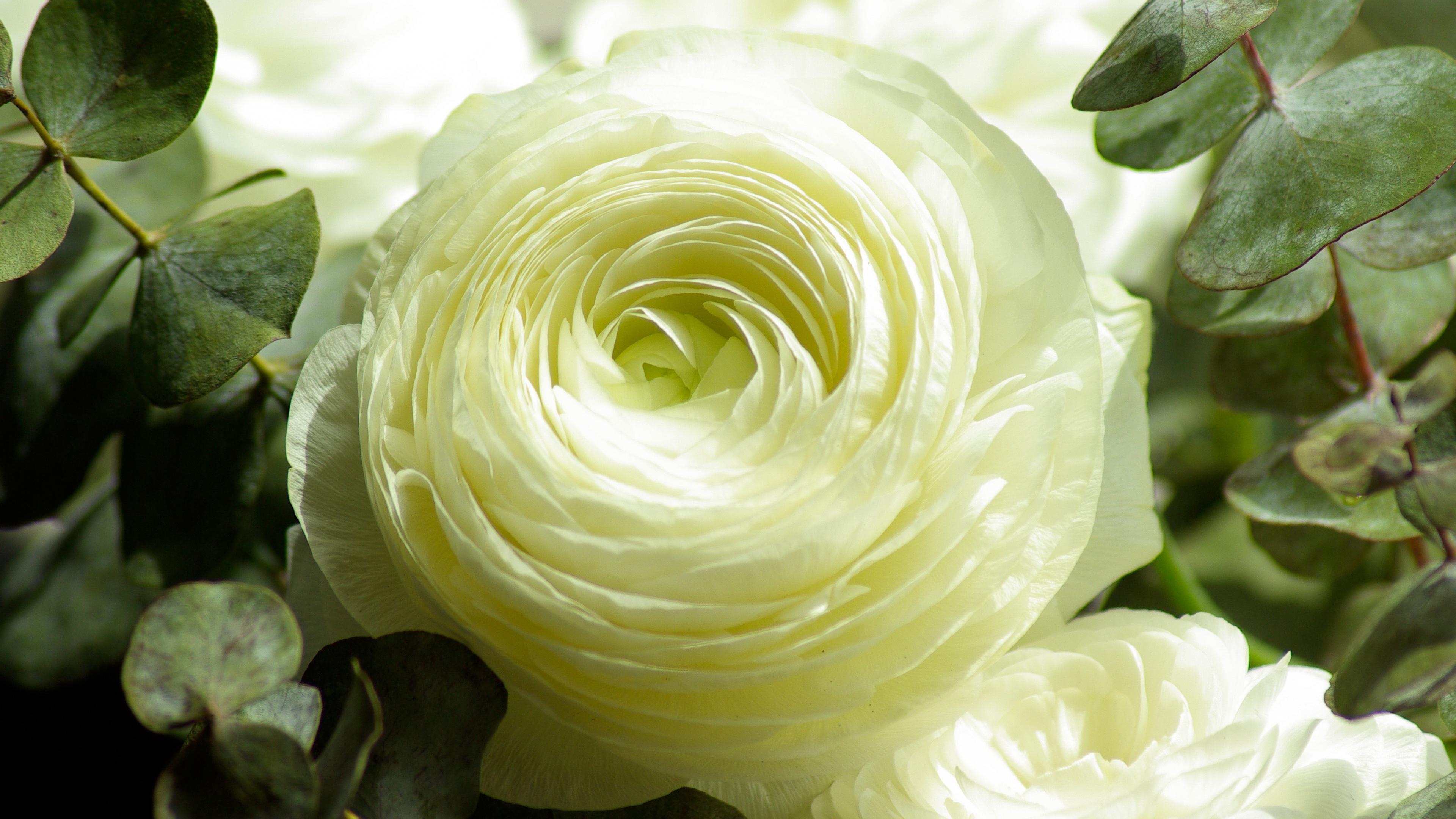 3840x2160 Wallpaper 4k Persian Buttercup White Flower Wallpaper