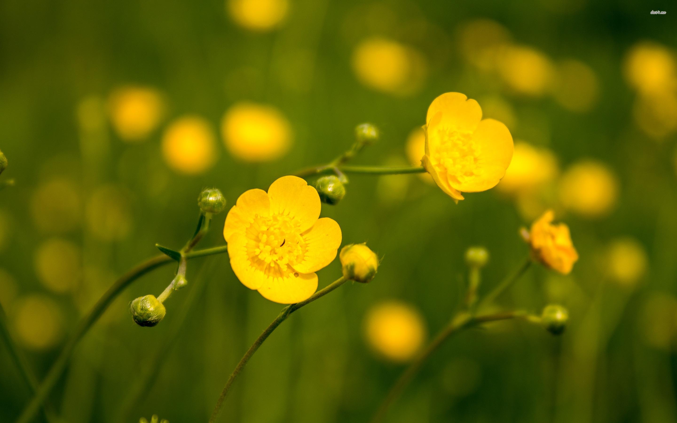 Buttercup Flower Wallpapers - Top Free Buttercup Flower Backgrounds