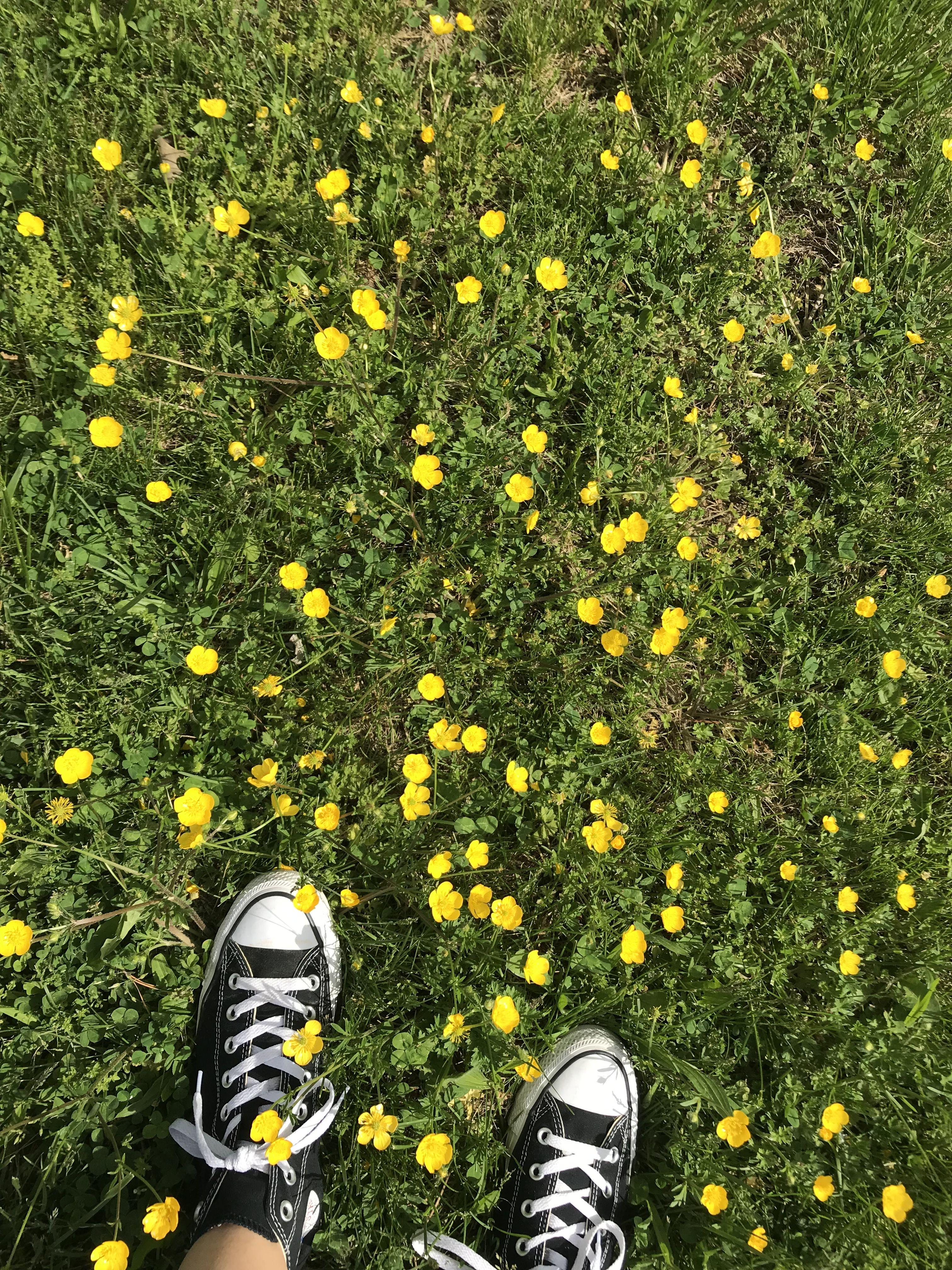3024x4032 Buttercups. Buttercup flower, Green aesthetic, Flower aesthetic