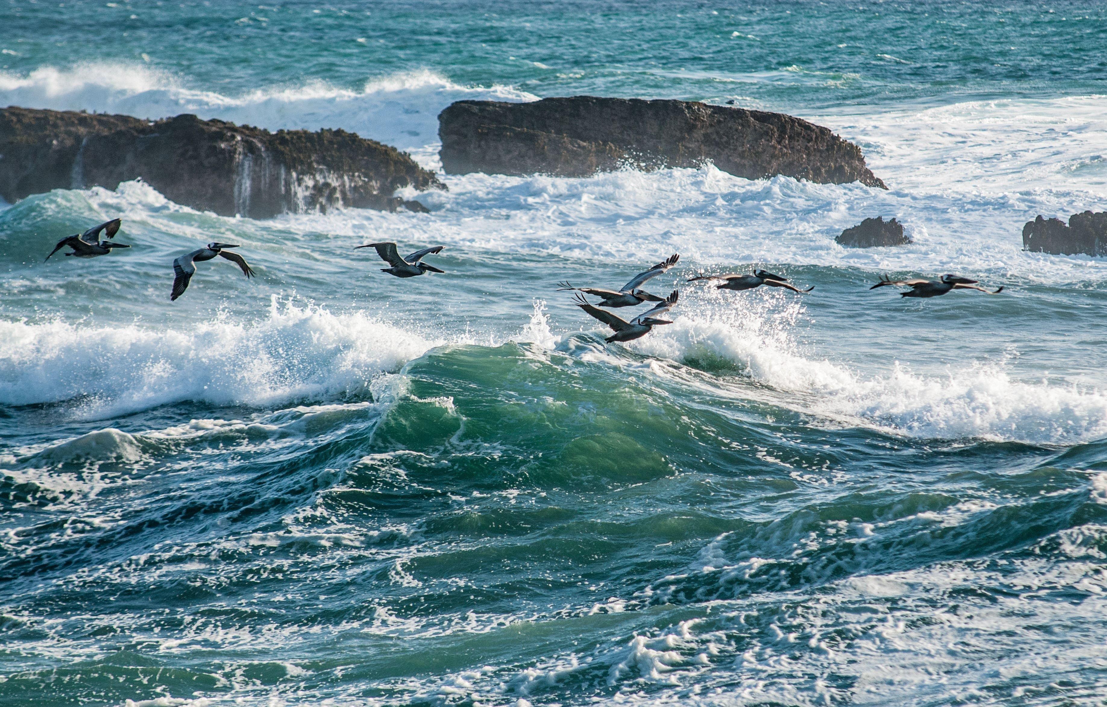 3673x2348 black and white birds on sea waves free image