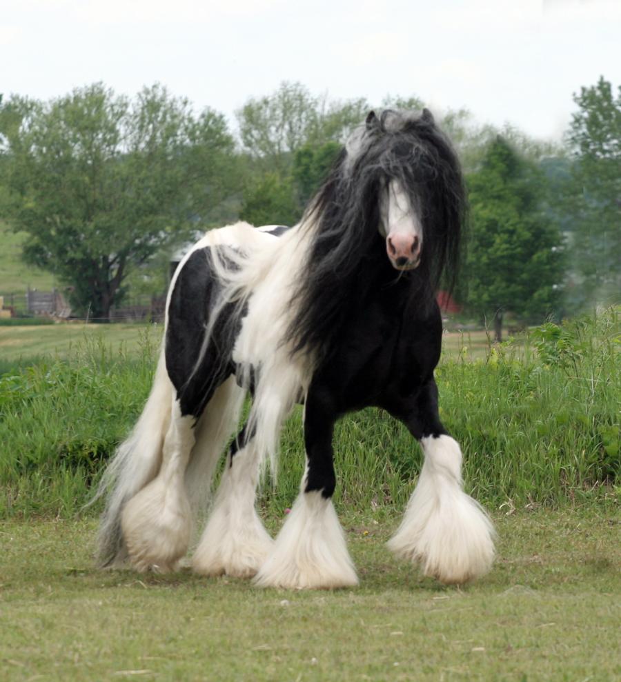 900x989 Gypsy Vanner Horse Wallpaper