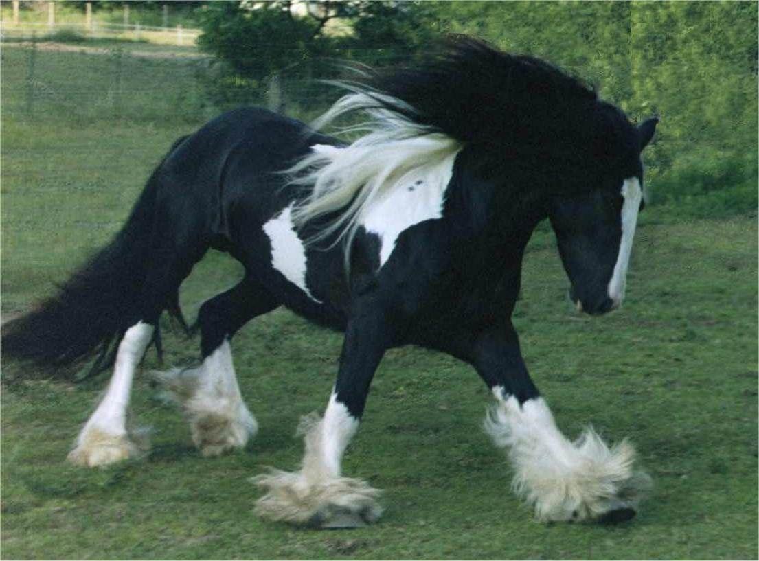1105x817 Gypsy Vanner