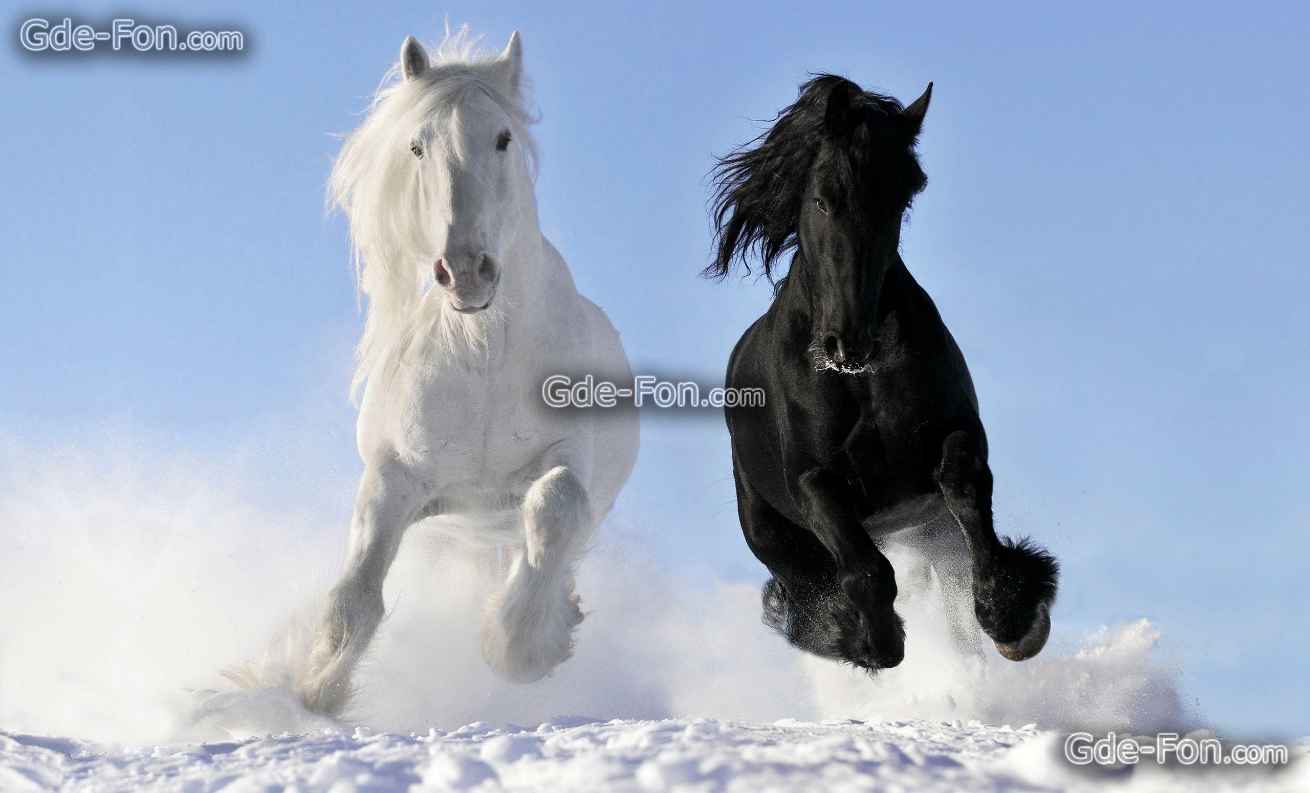 2560x1550 2560x Wild Horses Wallpaper White Friesian Horse