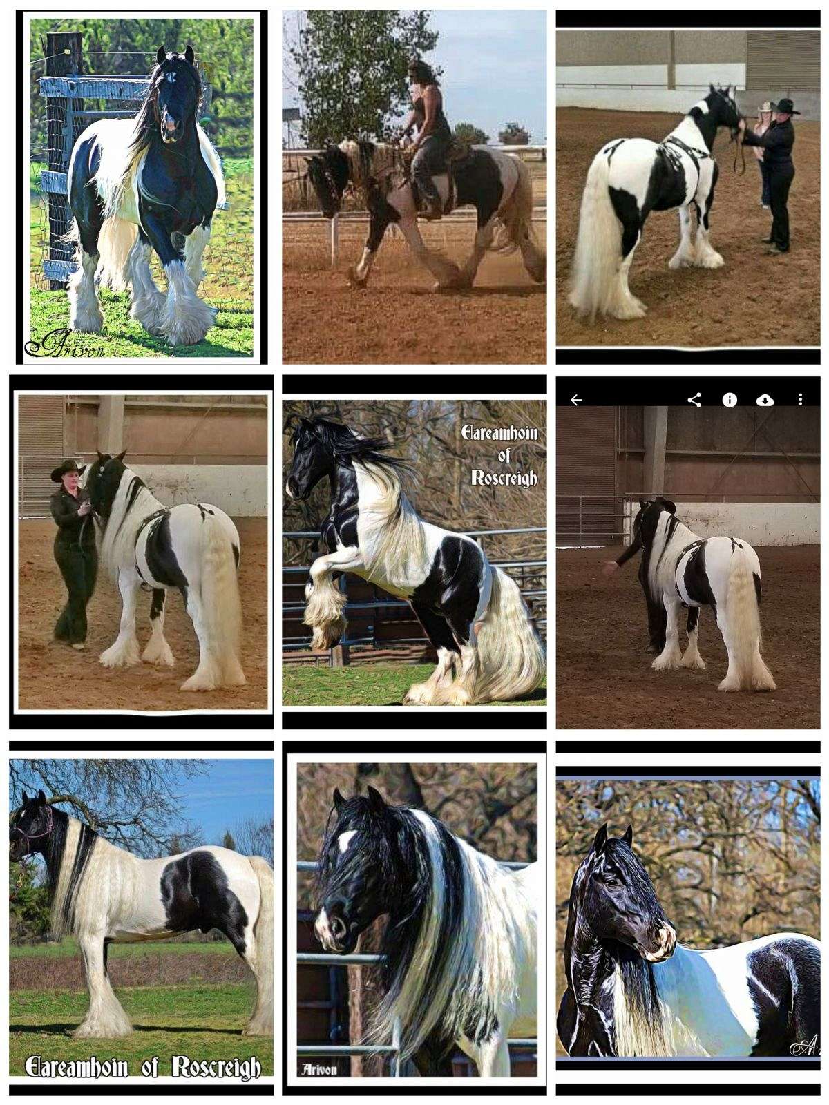 1200x1600 The true all around gypsy stud