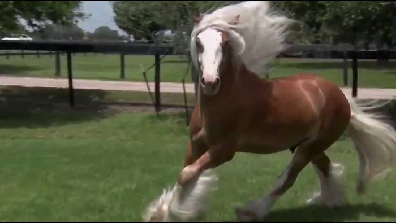 1280x720 Gypsy Vanner Horse Video Gallery
