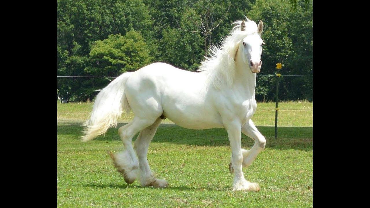 1280x720 Caballos