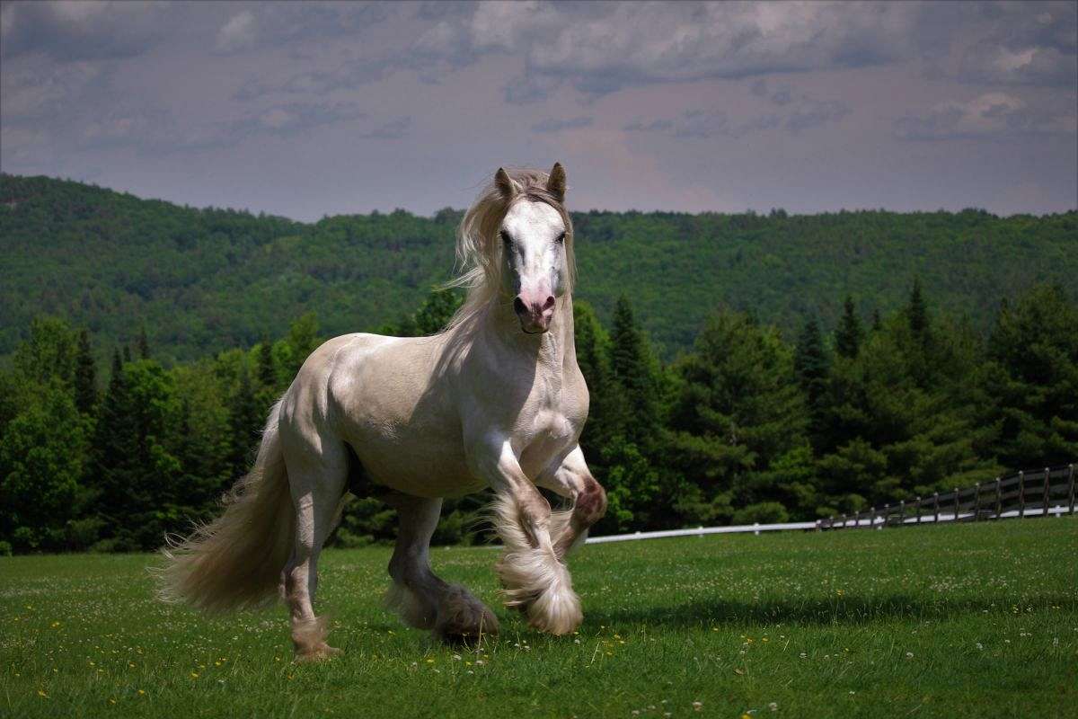 1200x800 Versatile Gypsy Stallion