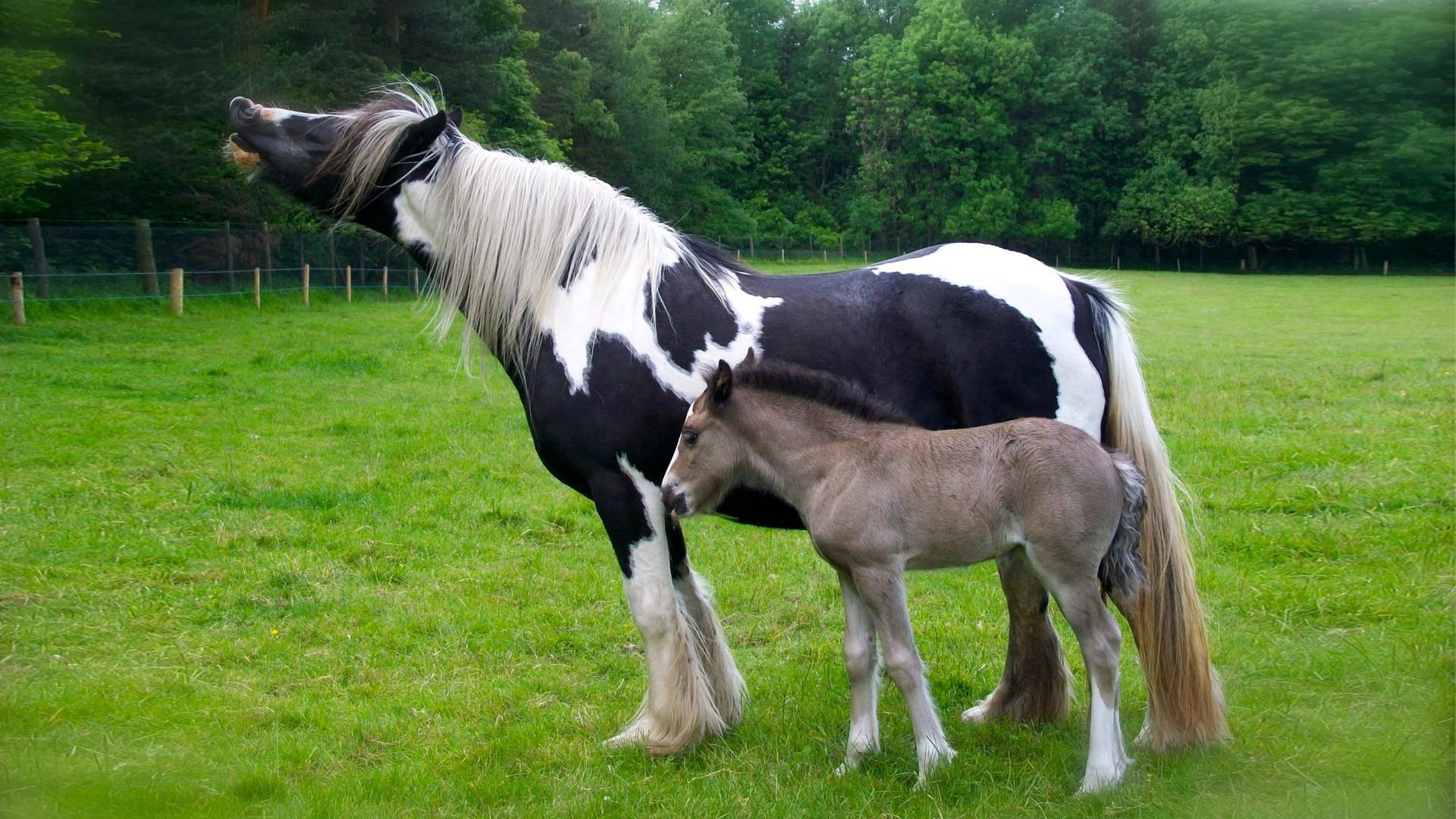 1920x1080 Gypsy Horse