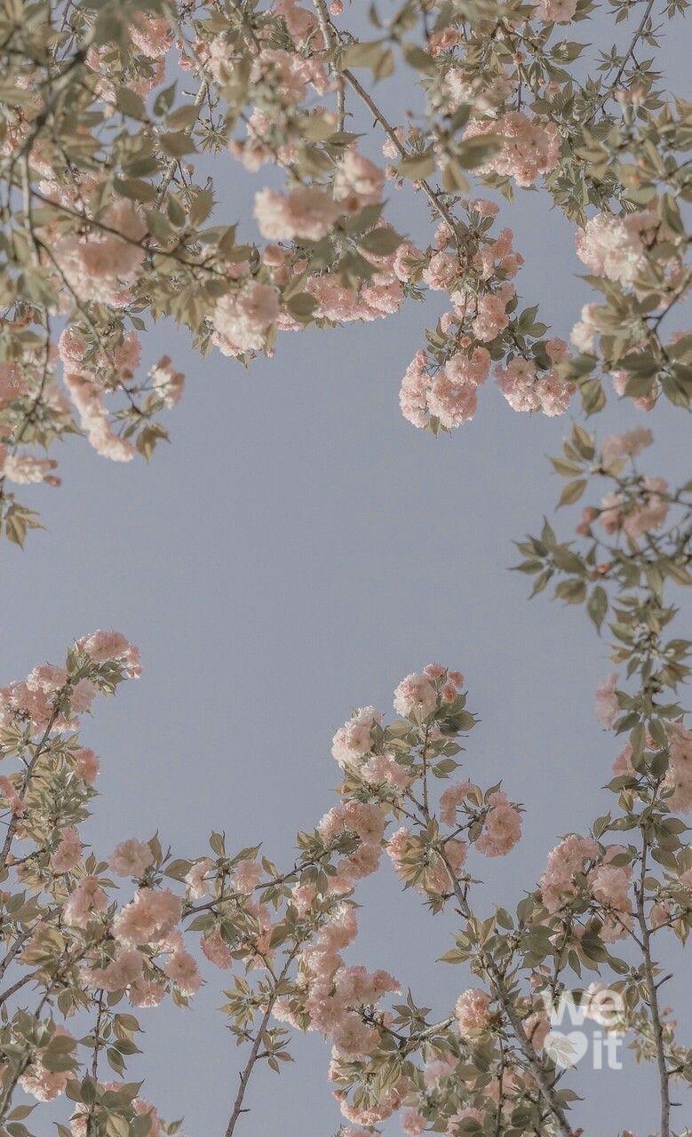 779x1280 Sunny day :)) Great #Day #Great #sunny #wallpaper. Картинки подсолнечника, Цветочные фоны, Цветочные картины