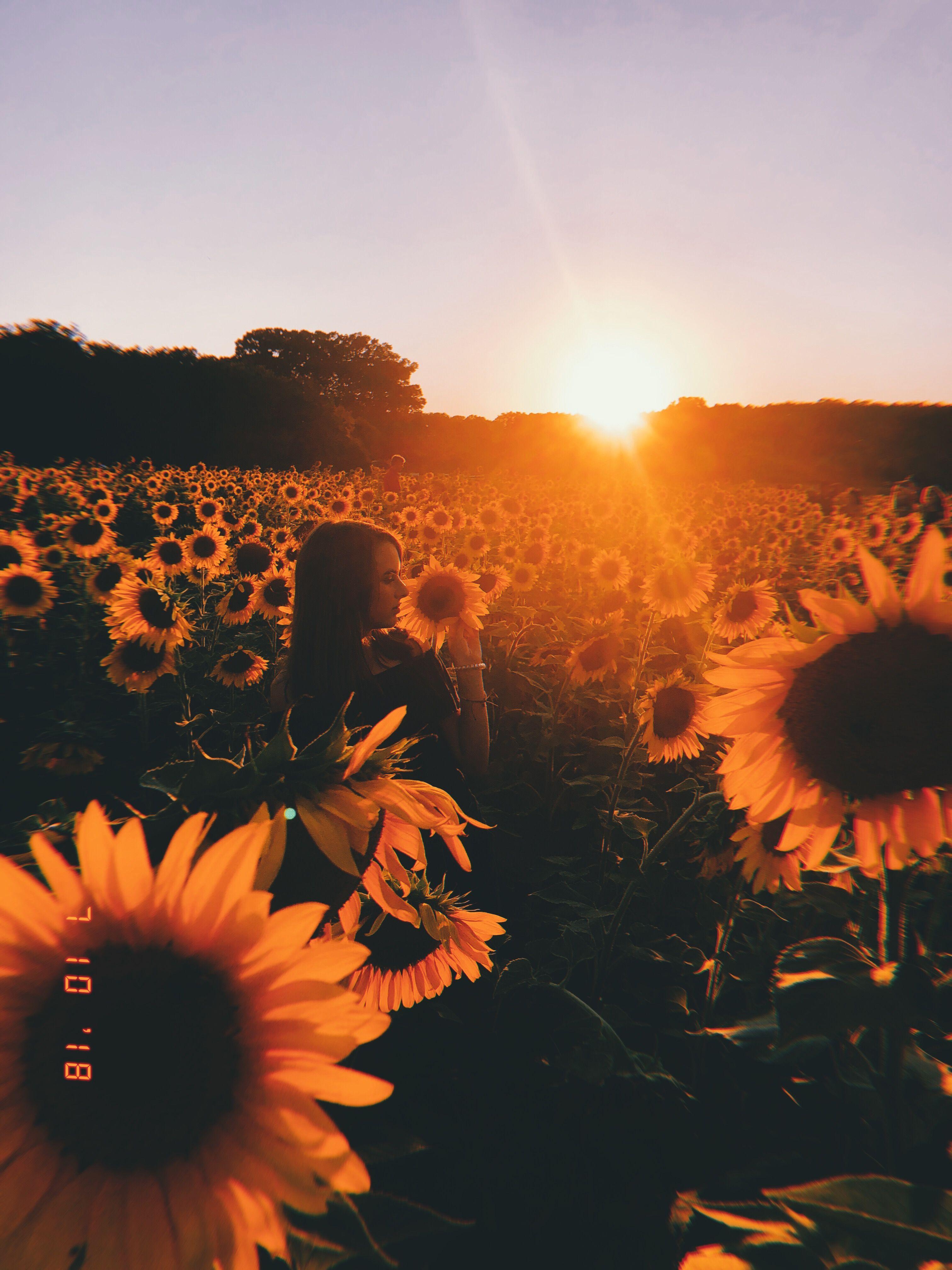 3024x4032 Summer sunflowers. Nature photography, Landscape photography nature, Aesthetic photography nature