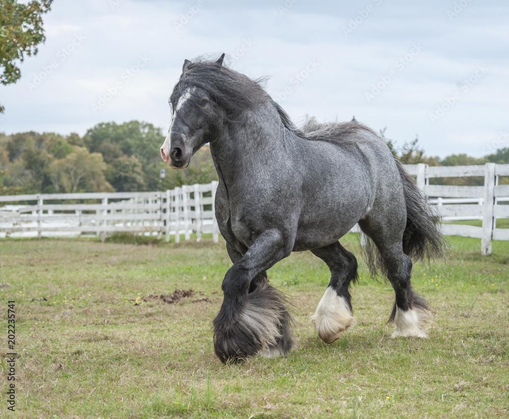 1000x824 Gypsy Vanner Horse blue roan stallion