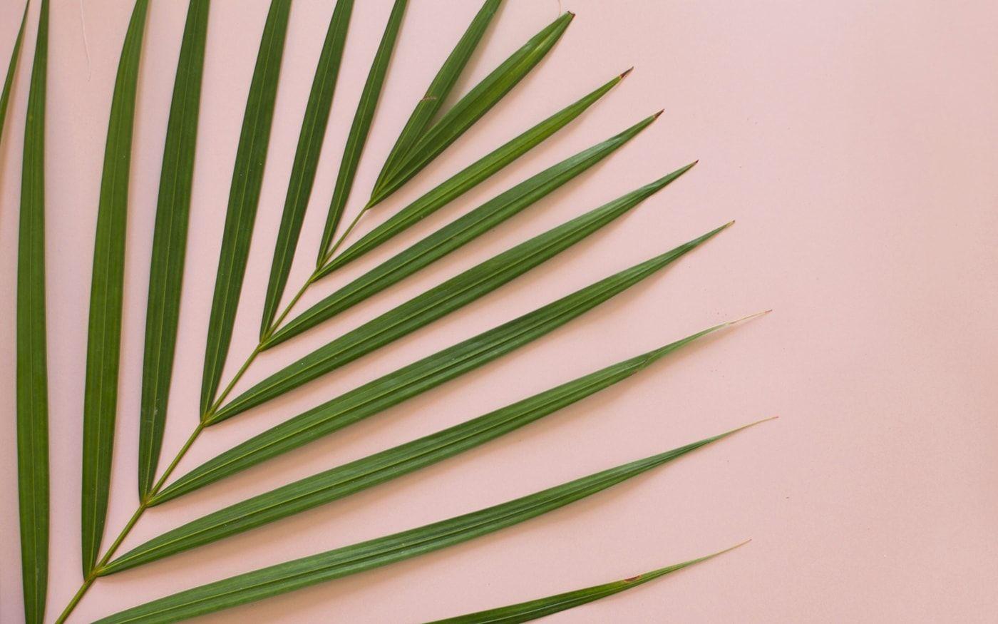 1400x875 Plants Aesthetic PC Wallpaper