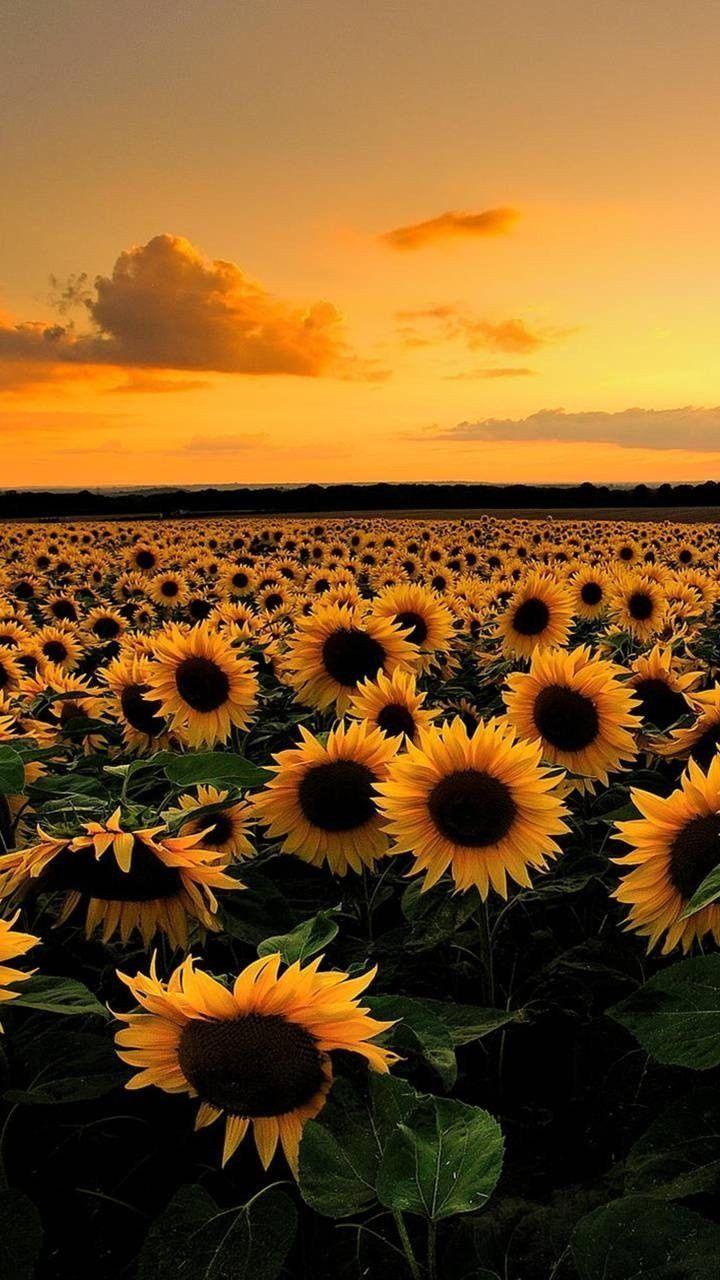 720x1280 Miu on, #Miu #sunflower. Sunflower wallpaper, Sunflower iphone wallpaper, Nature photography